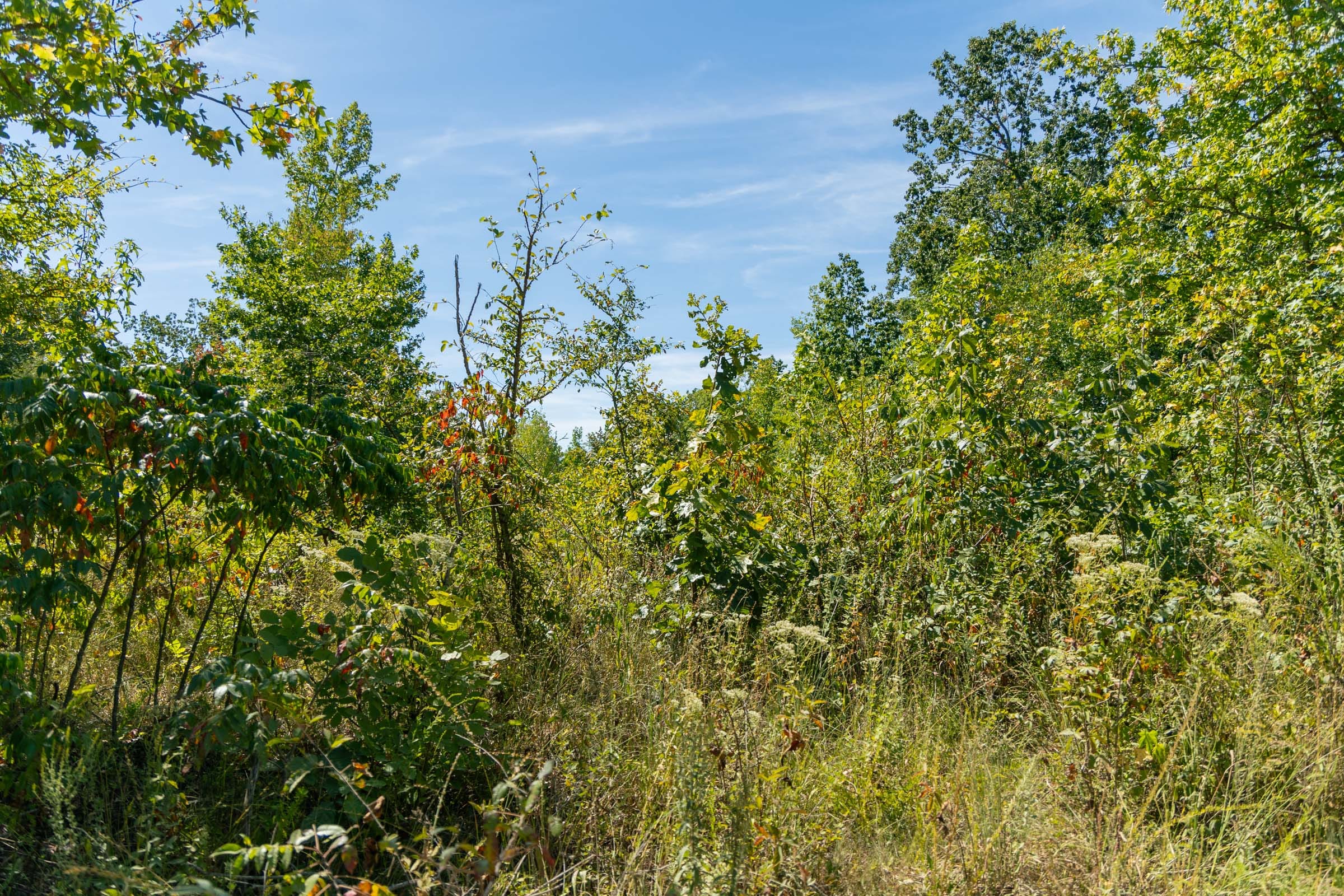 Big White Oak Tract 50 photo 4