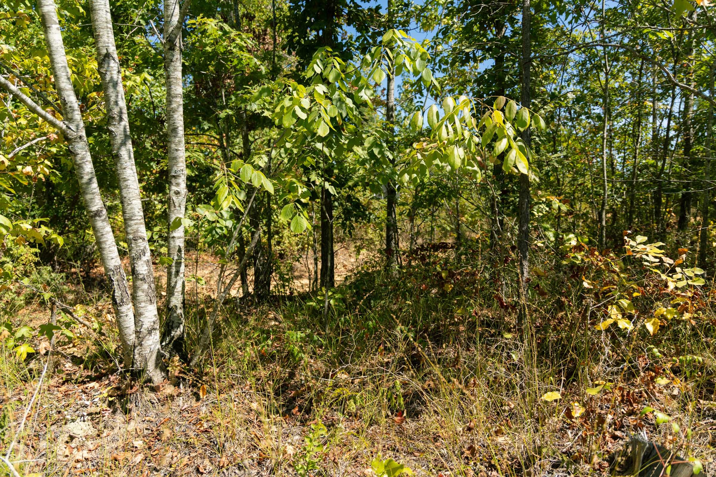 Big White Oak Tract 50 photo 2