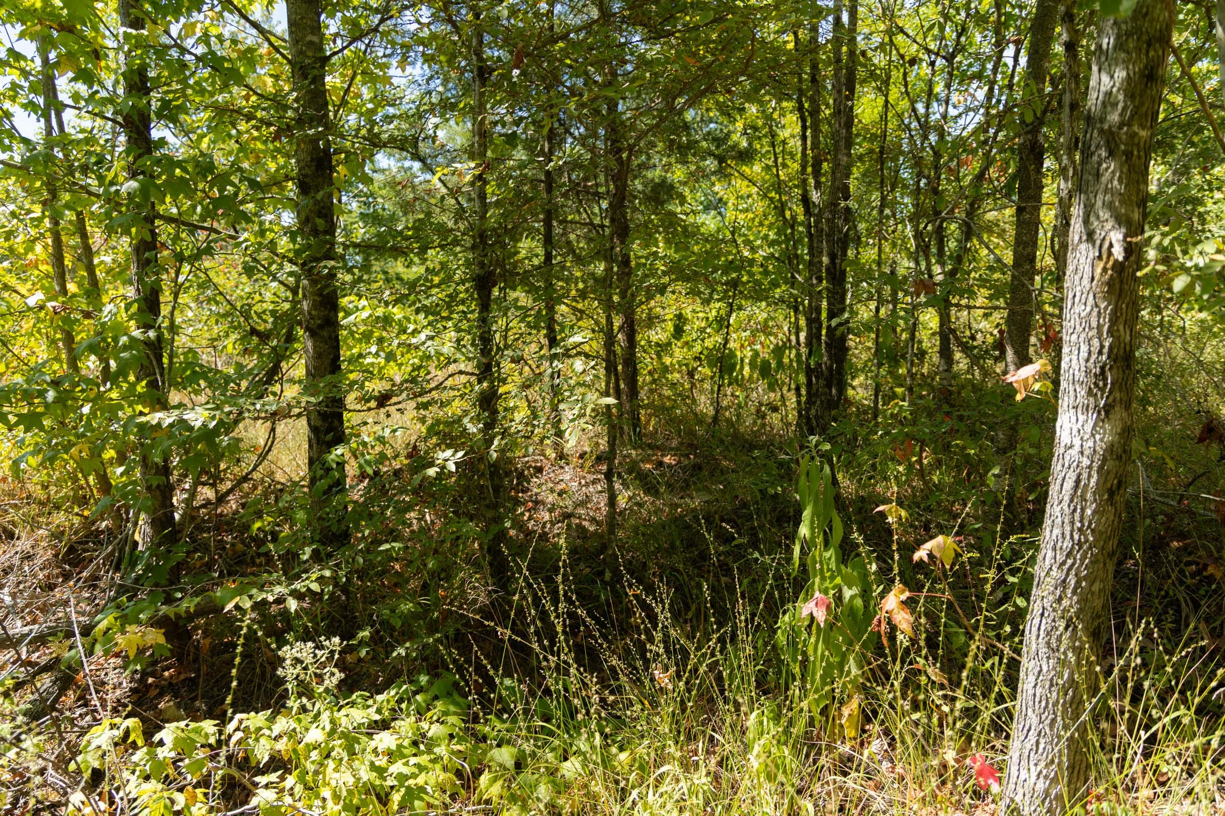Big White Oak Tract 50 photo 9