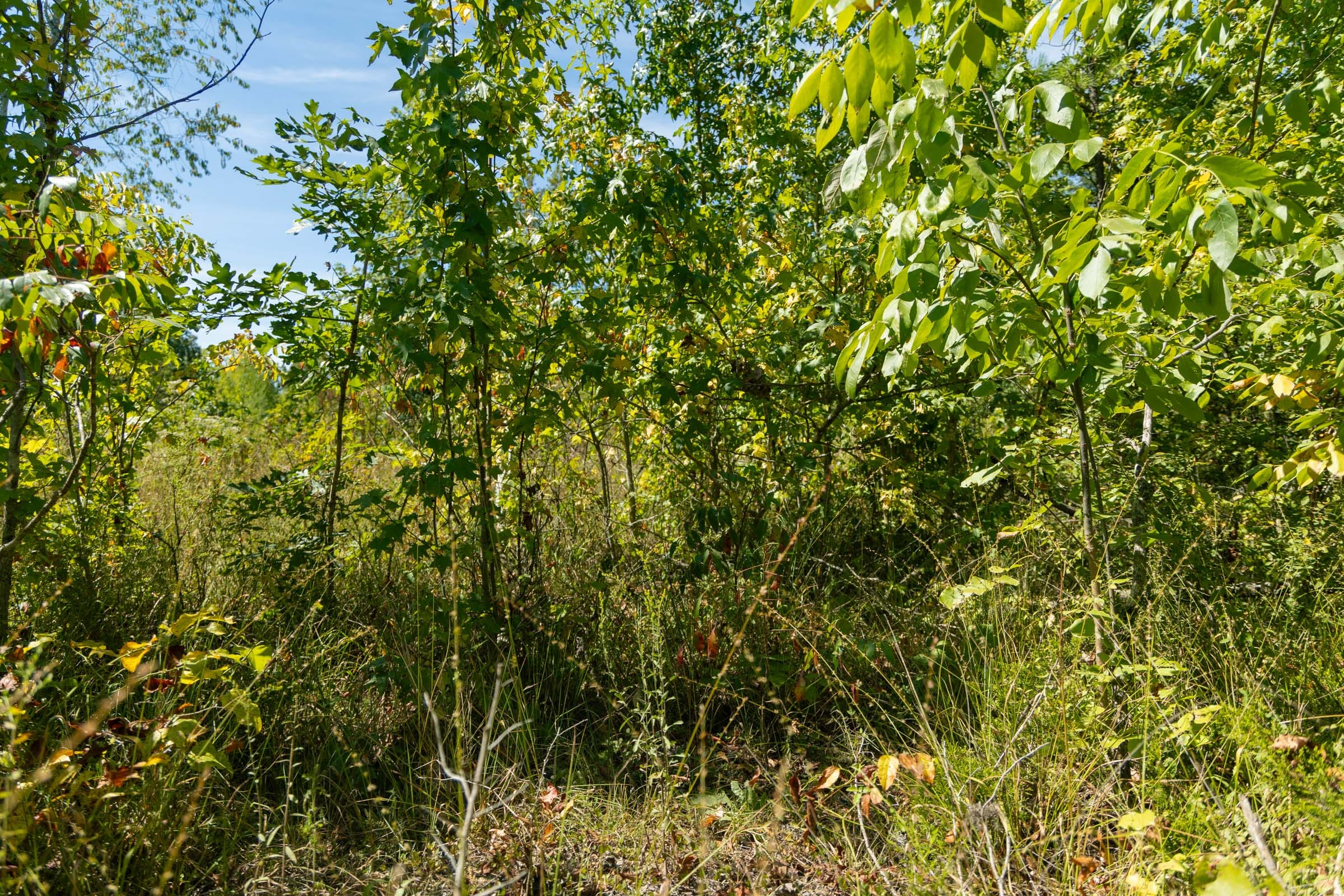 Big White Oak Tract 50 photo 8