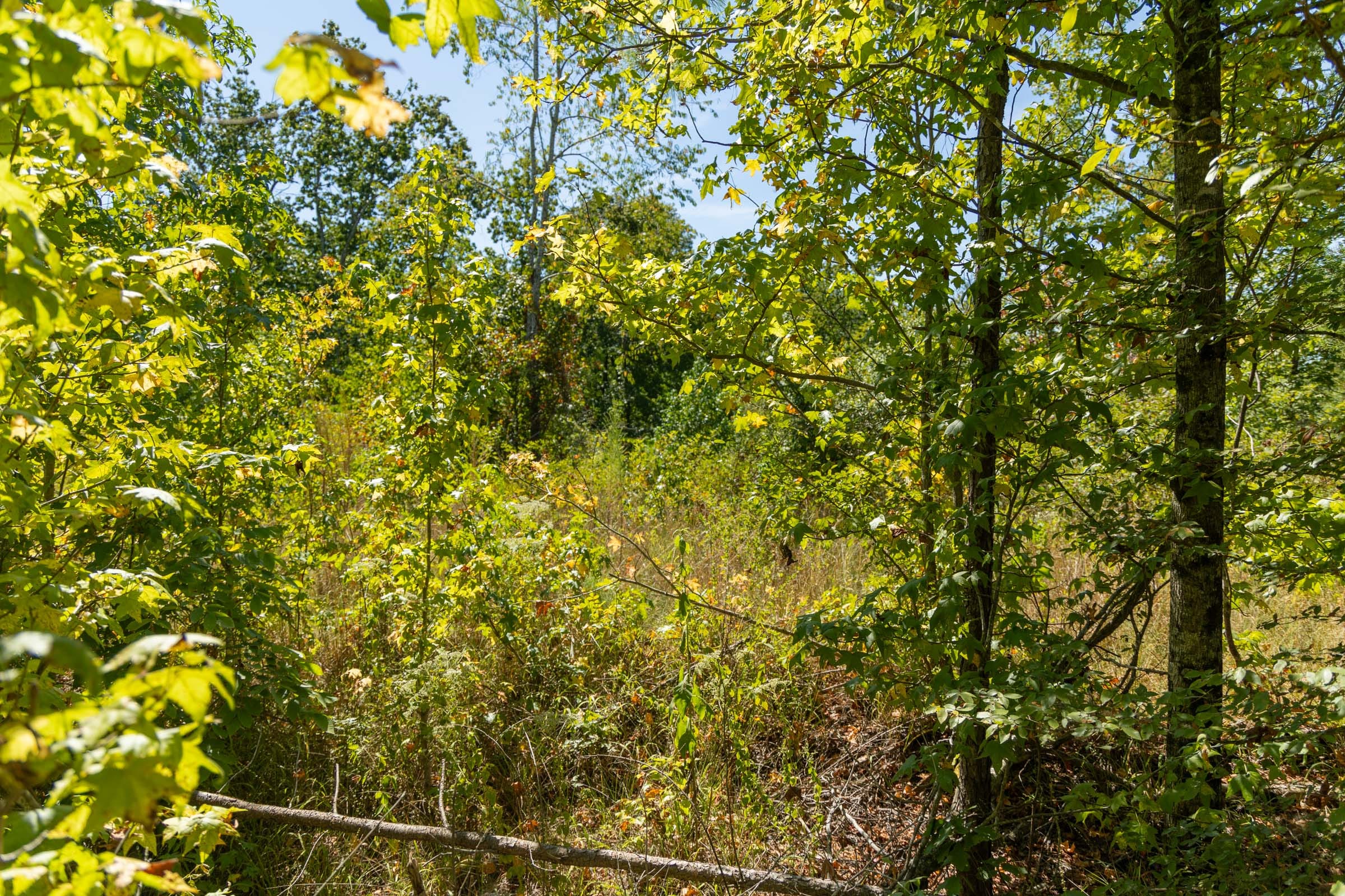 Big White Oak Tract 50 photo 7