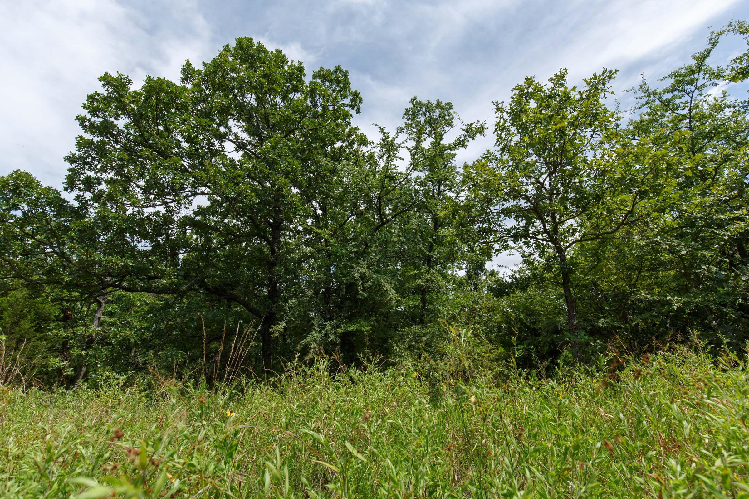 Timber Ridge Tract 30 photo 6