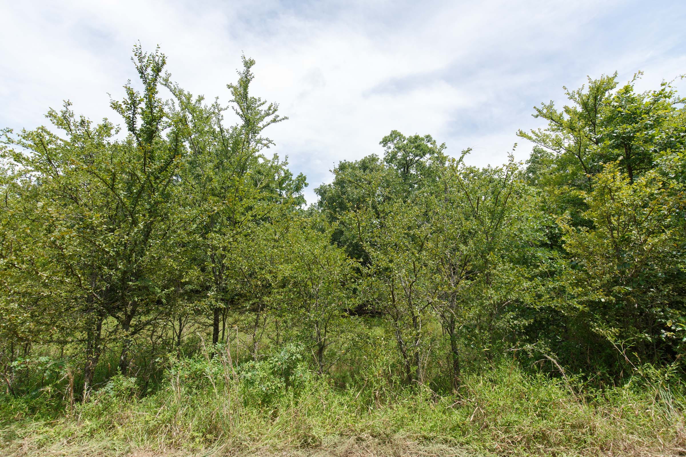 Timber Ridge Tract 30 photo 7
