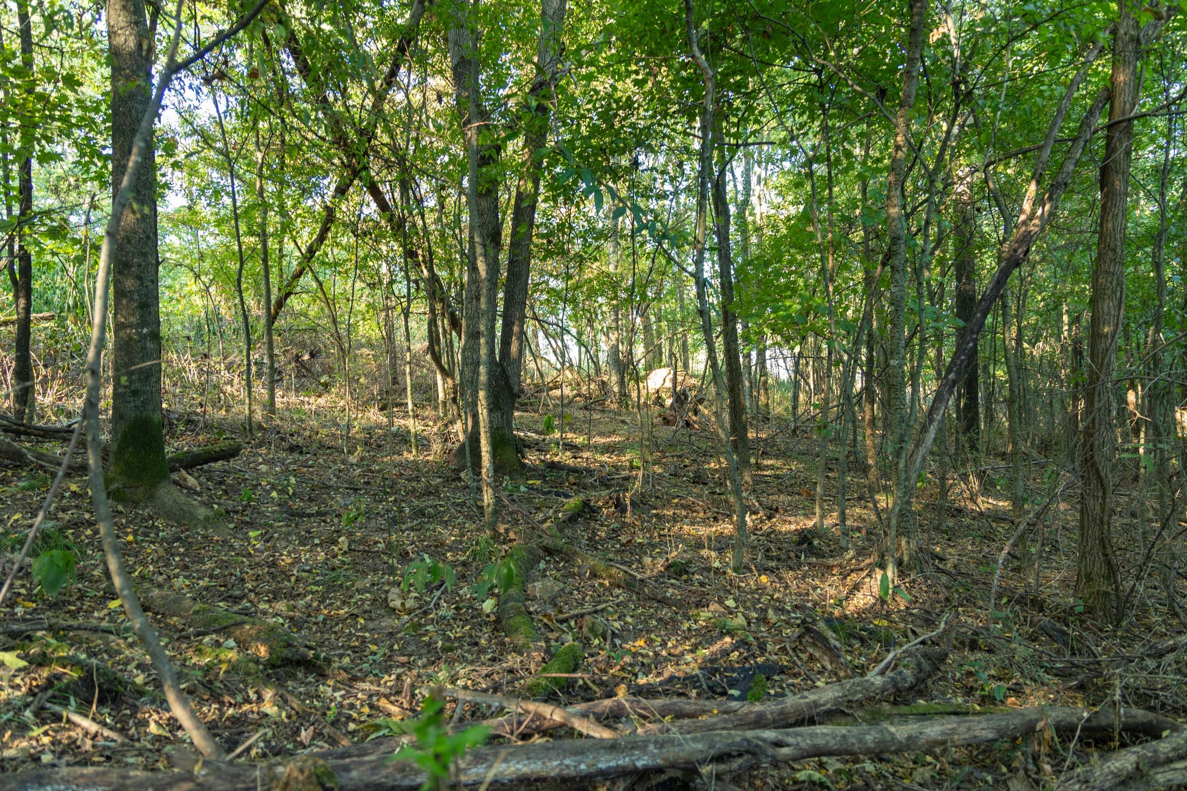Big White Oak Tract 97 photo 19