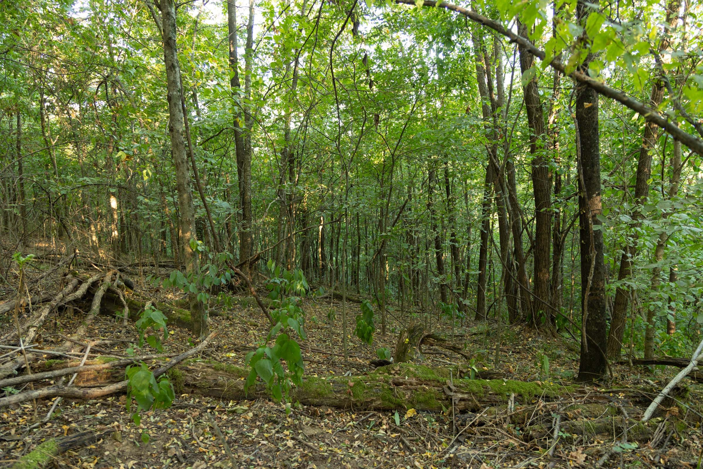 Big White Oak Tract 97 photo 17