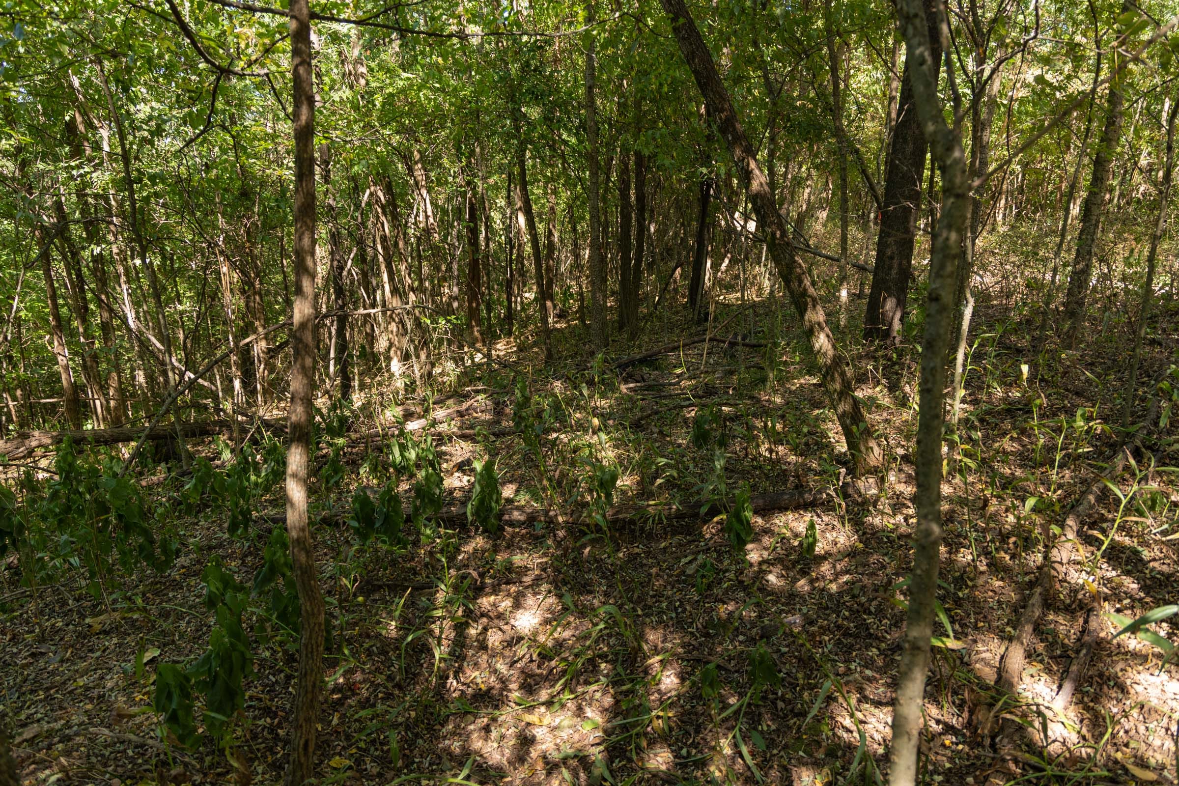 Big White Oak Tract 97 photo 15