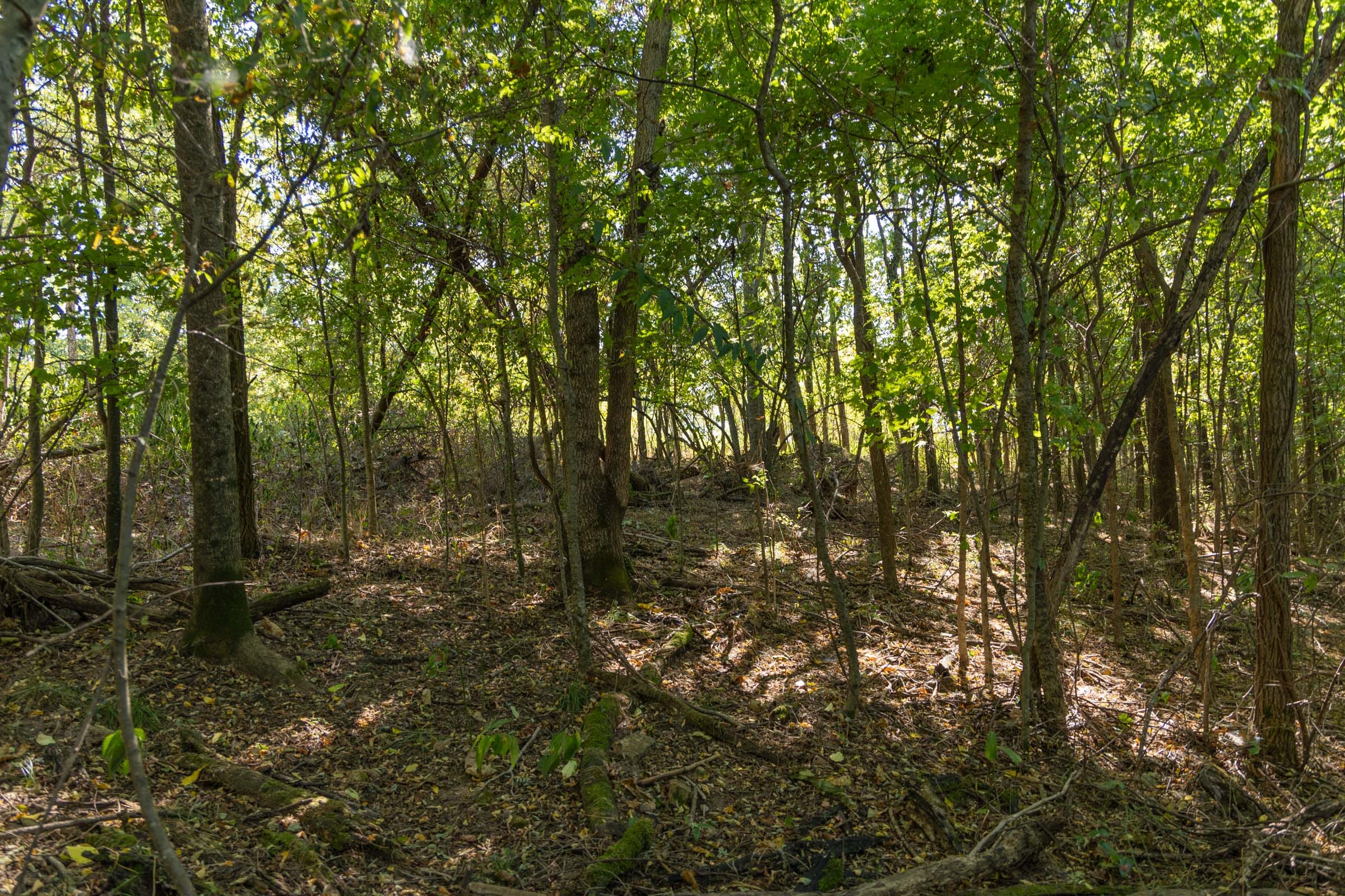 Big White Oak Tract 97 photo 14
