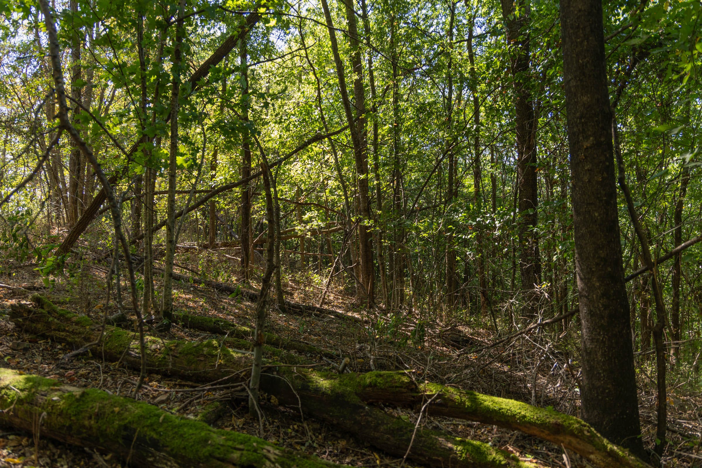Big White Oak Tract 97 photo 13