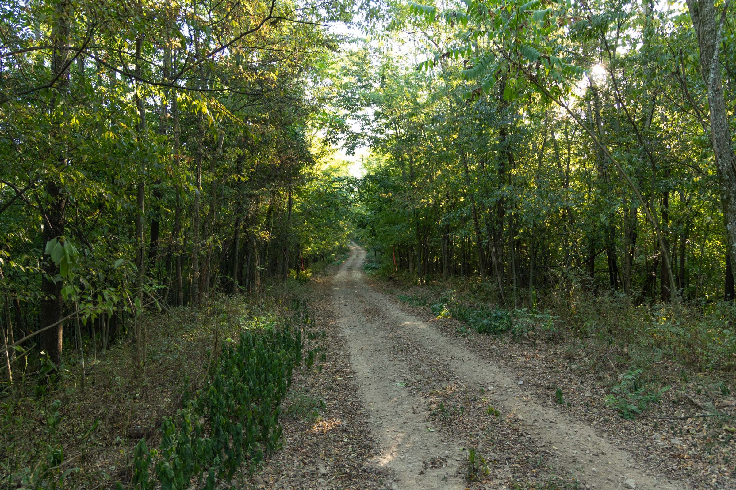 Big White Oak Tract 97 photo 1