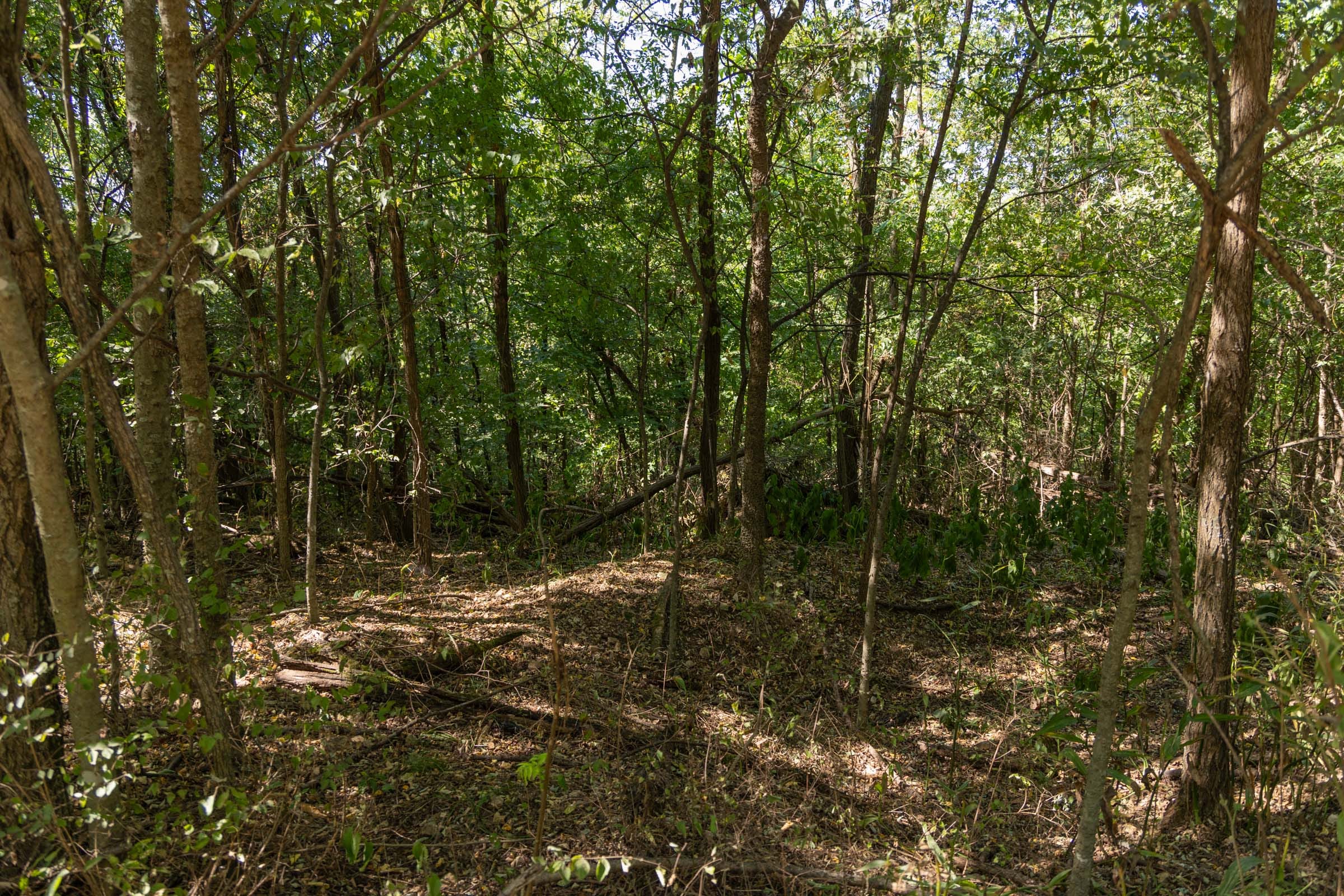 Big White Oak Tract 97 photo 11