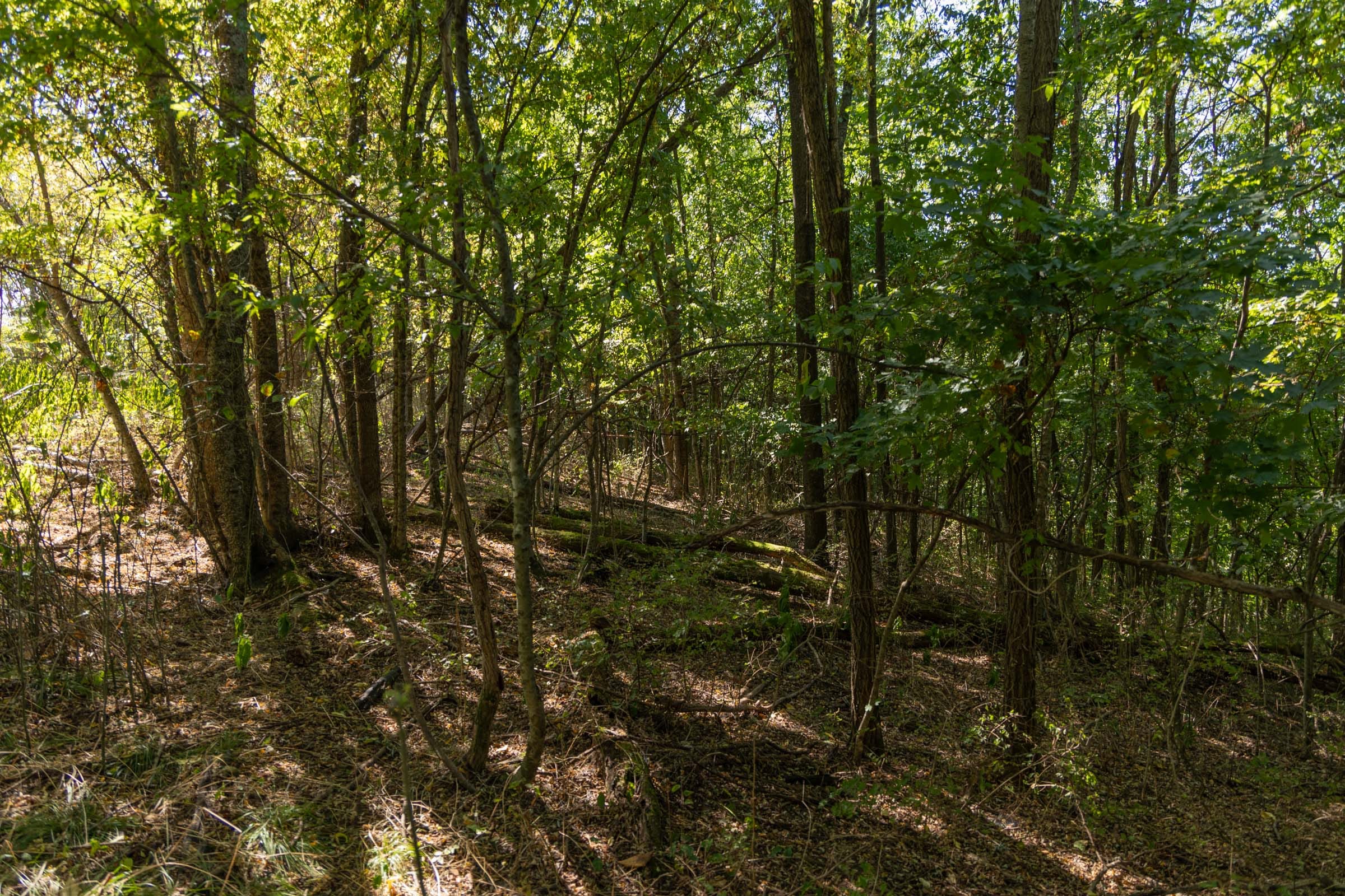 Big White Oak Tract 97 photo 10