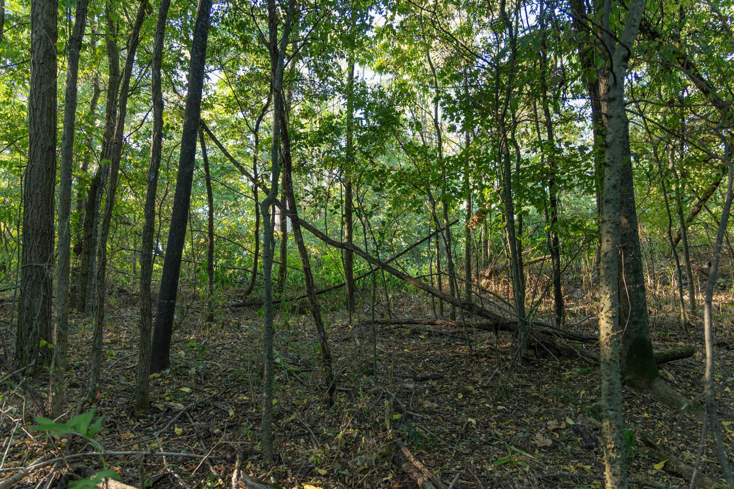 Big White Oak Tract 97 photo 7