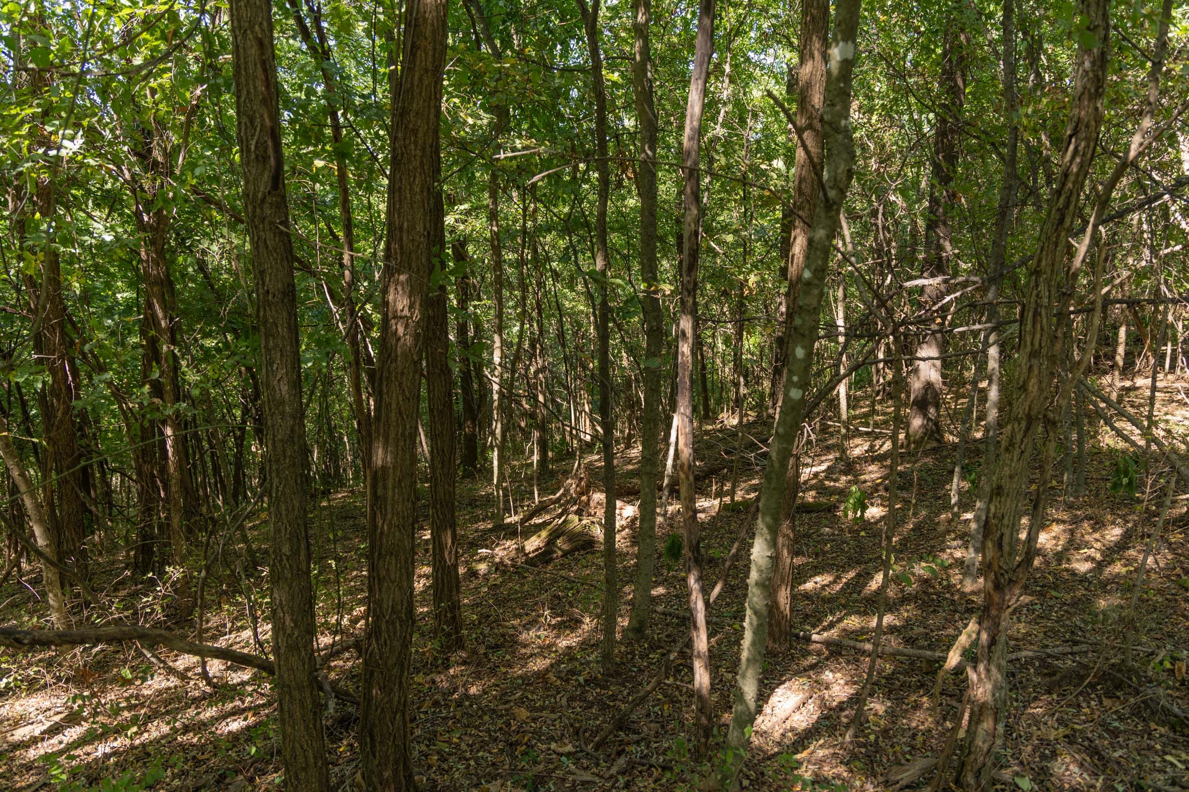 Big White Oak Tract 97 photo 6