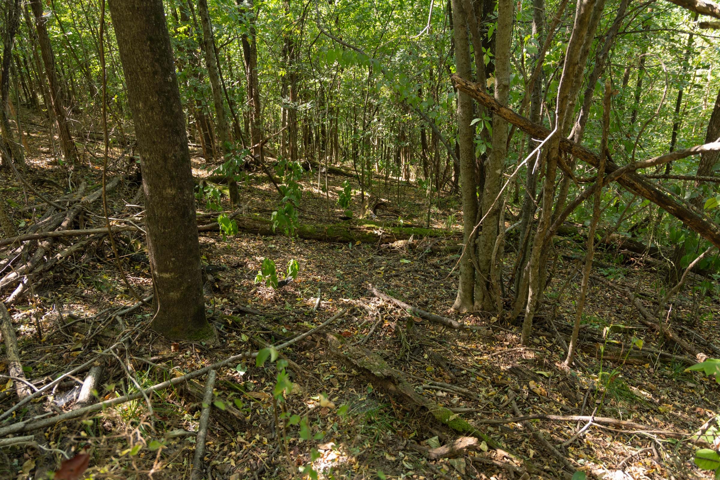 Big White Oak Tract 97 photo 4