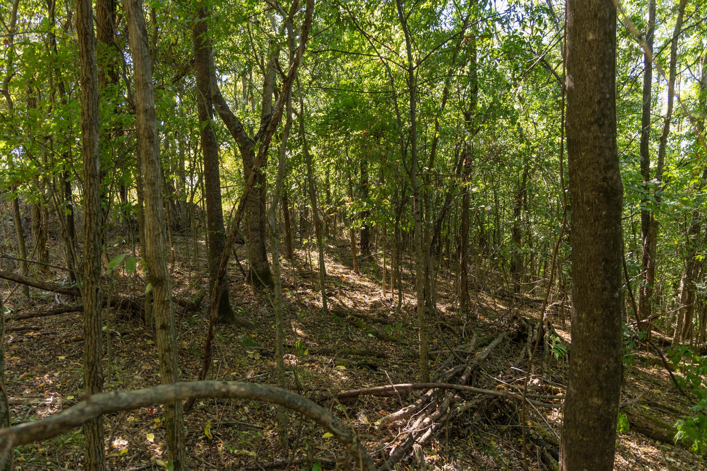 Big White Oak Tract 97 photo 3