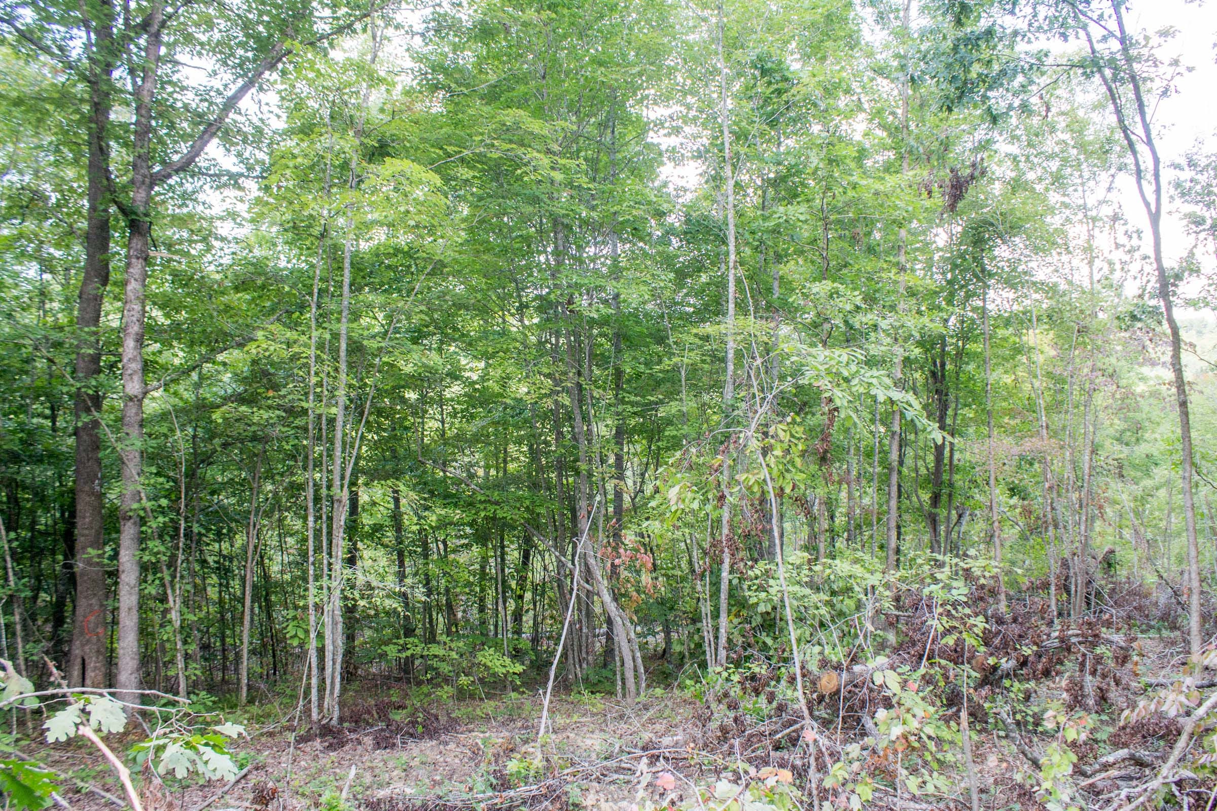 Buck Run Ridge Tract 23 photo 3