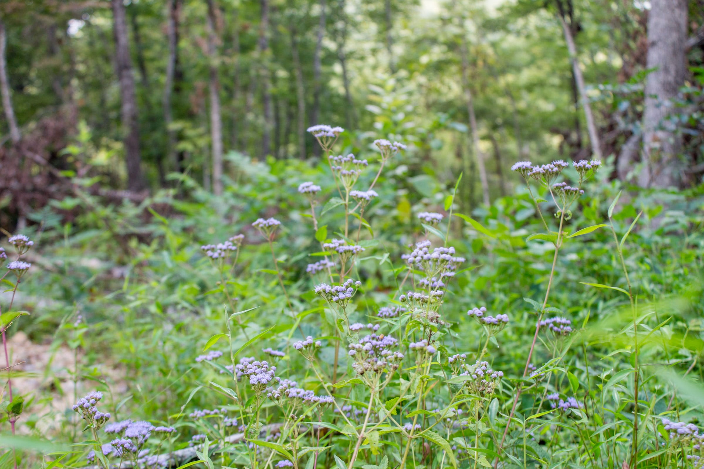 Buck Run Ridge Tract 23 photo 4