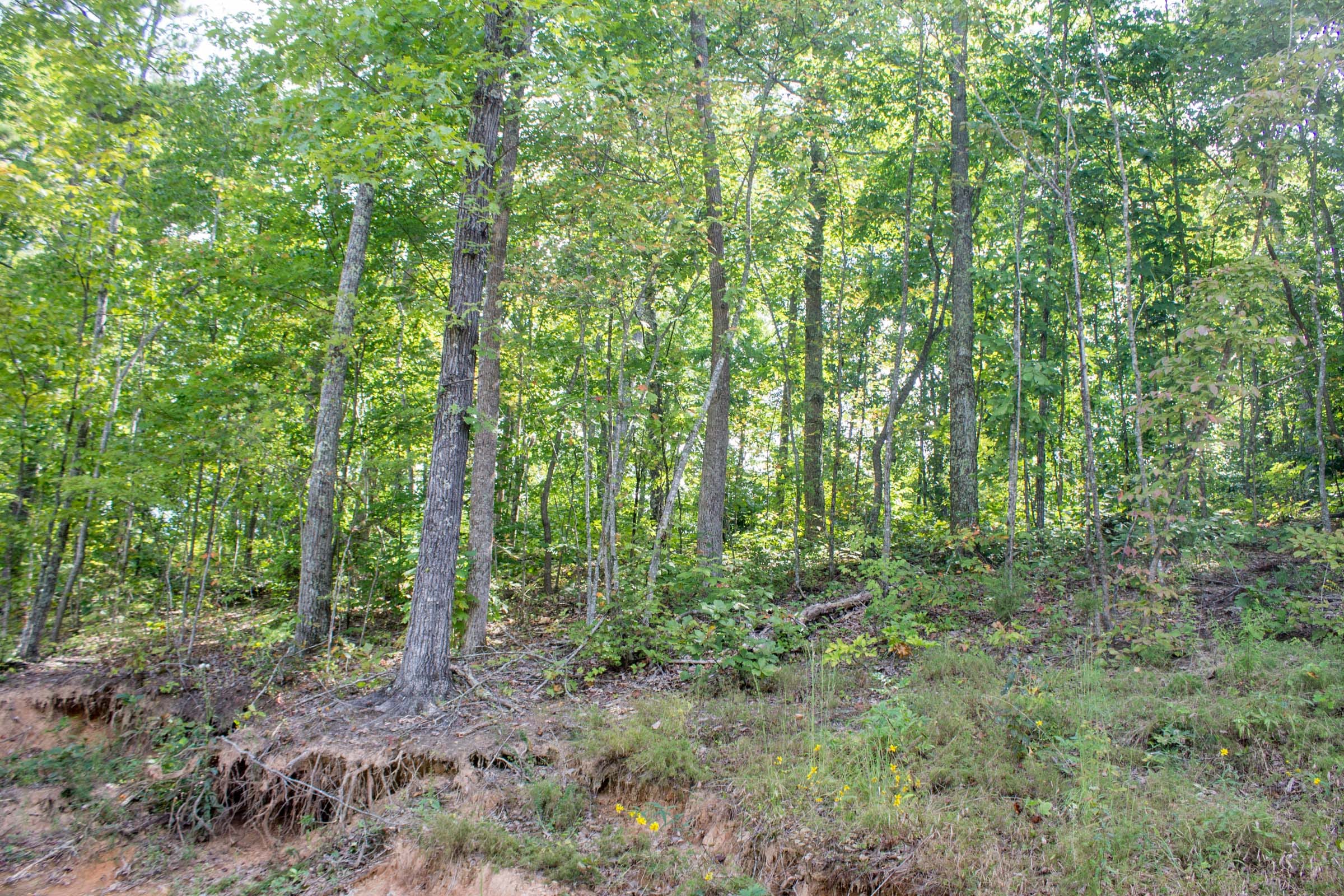 Buck Run Ridge Tract 23 photo 5