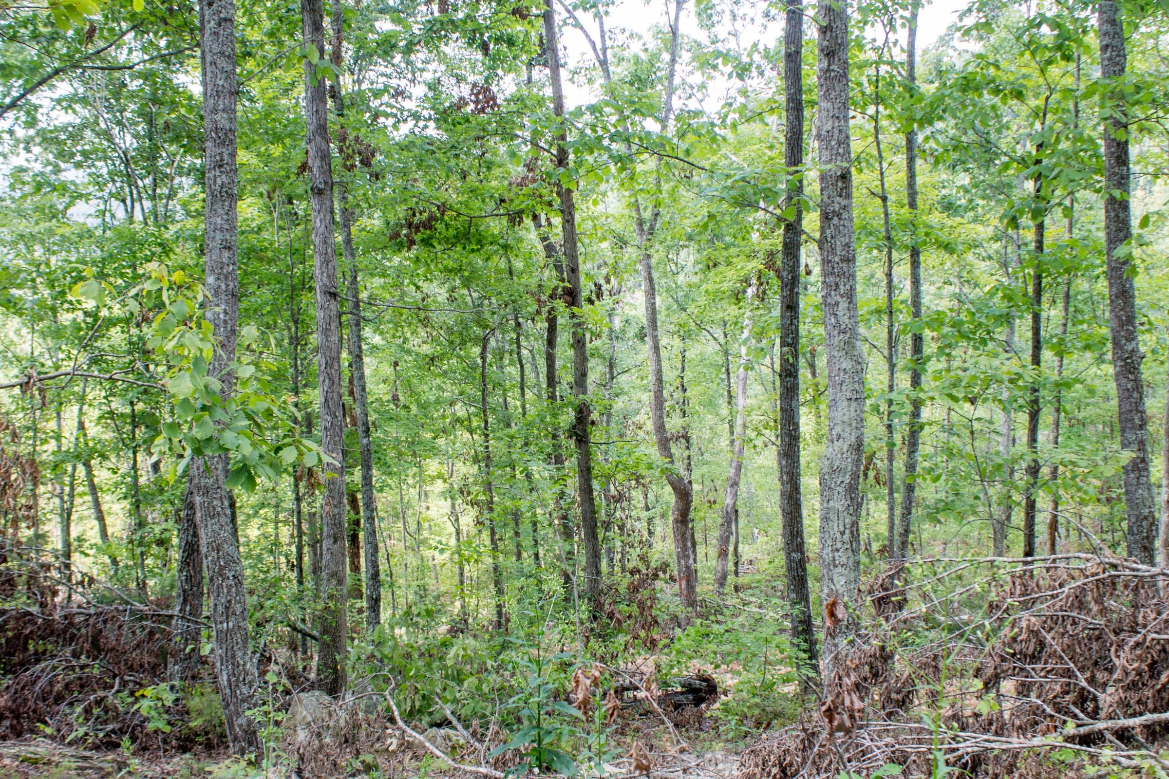 Buck Run Ridge Tract 23 photo 6