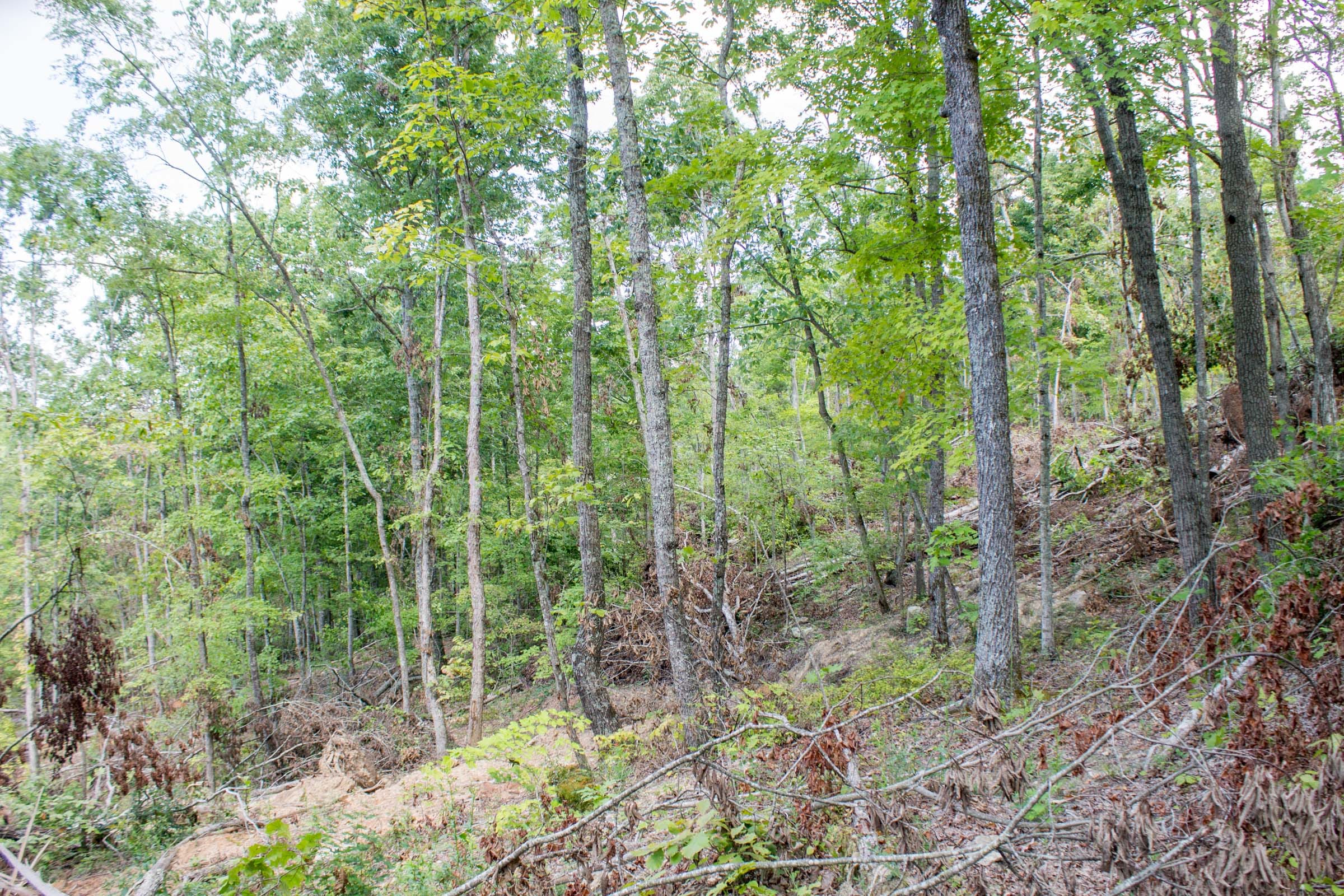 Buck Run Ridge Tract 23 photo 7