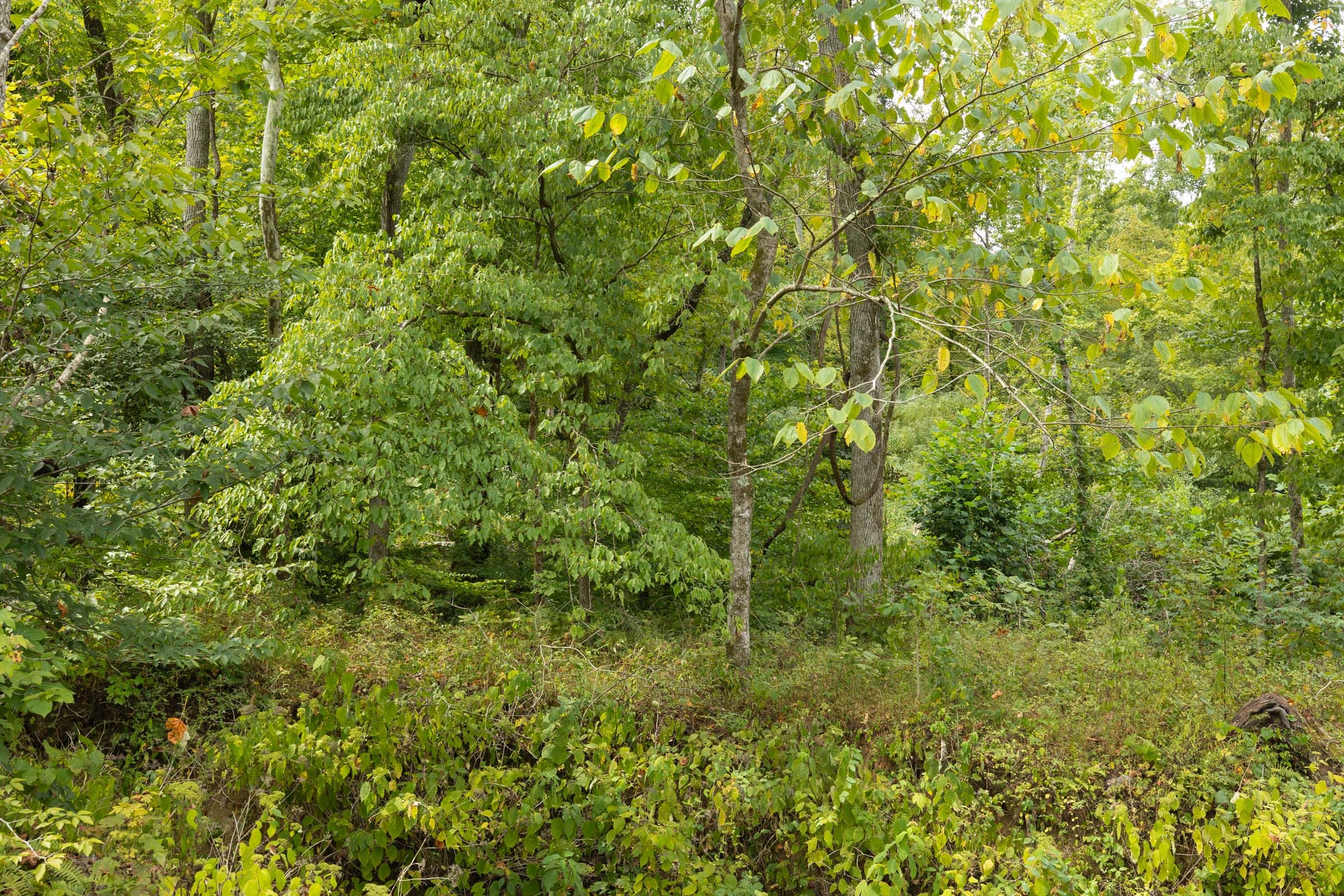 Big White Oak Tract 127 photo 12