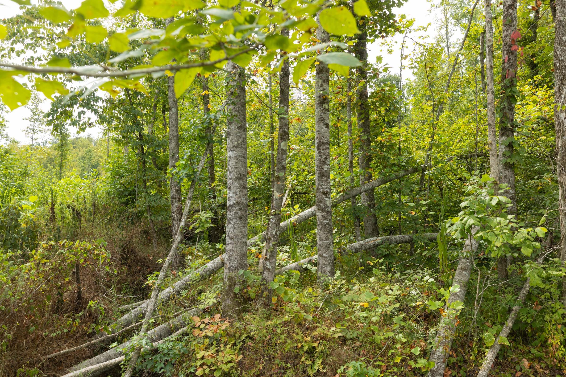 Big White Oak Tract 127 photo 11