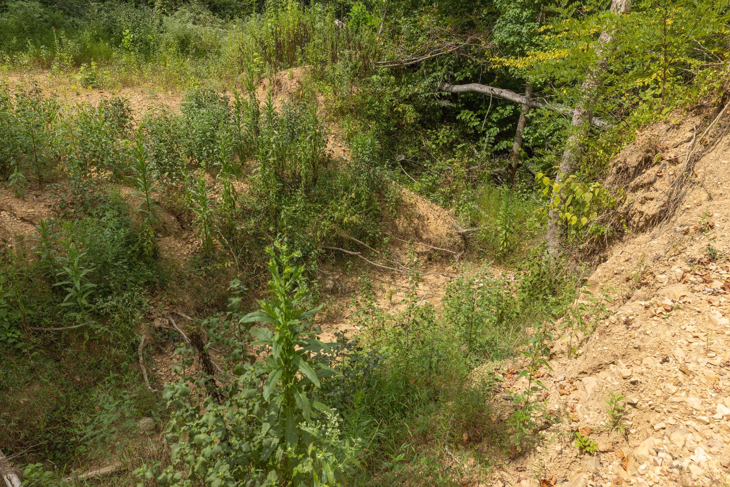 Big White Oak Tract 127 photo 10