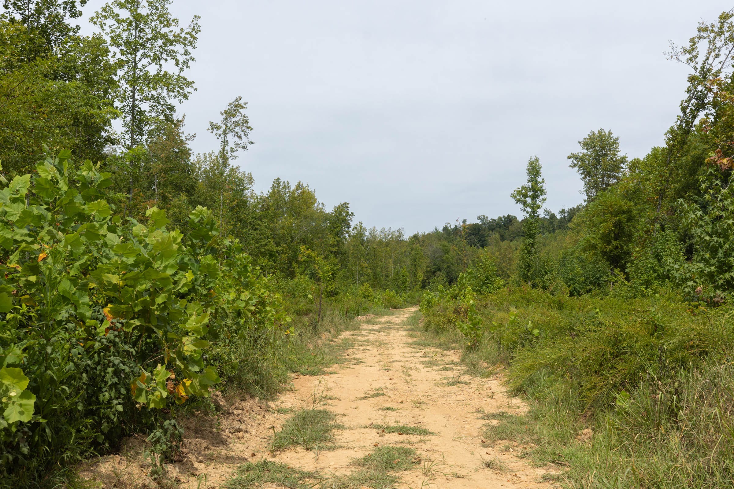Big White Oak Tract 127 photo 9