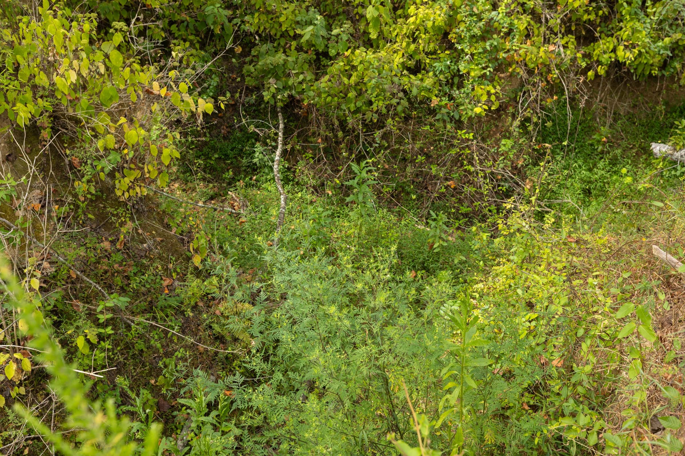Big White Oak Tract 127 photo 8