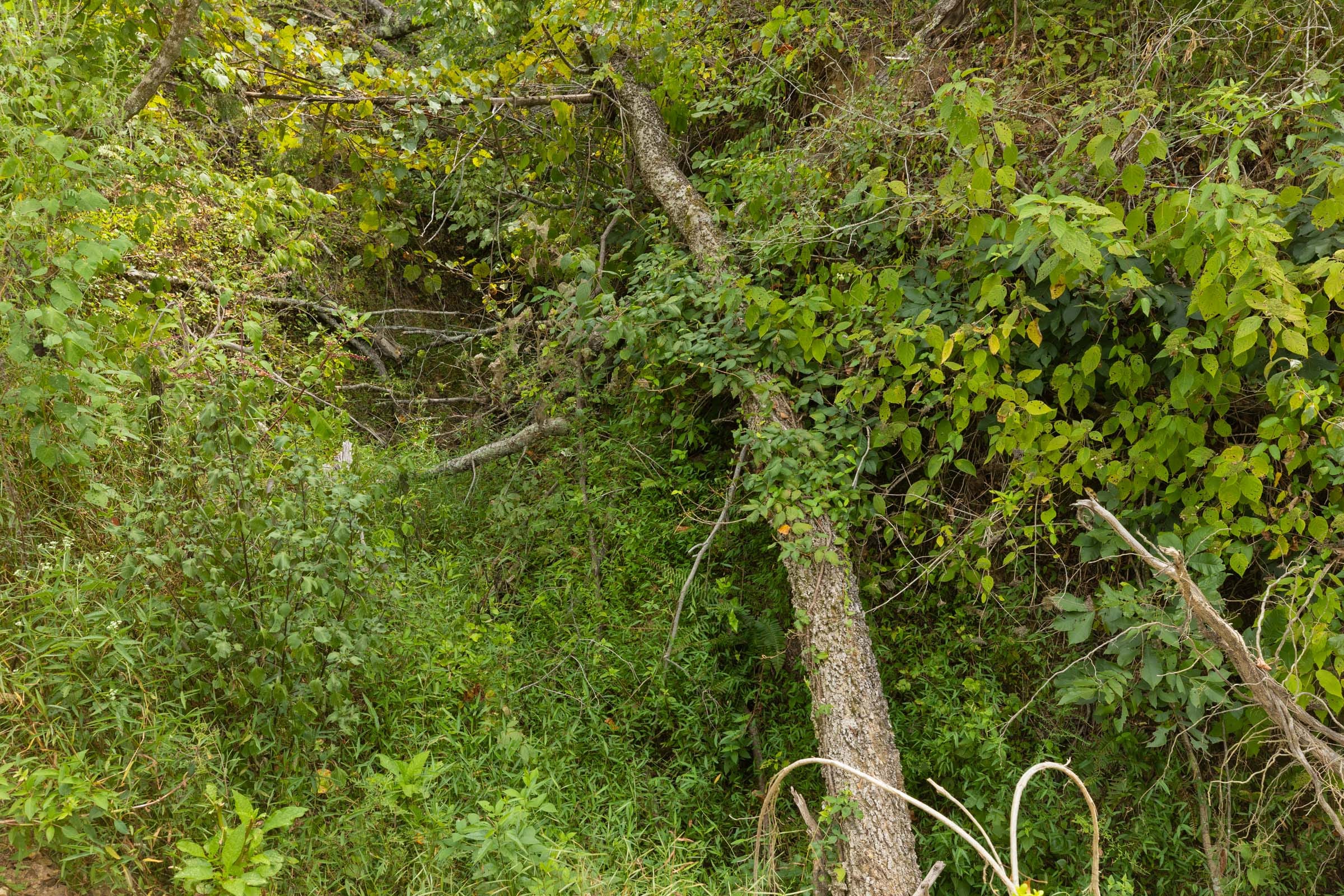 Big White Oak Tract 127 photo 7