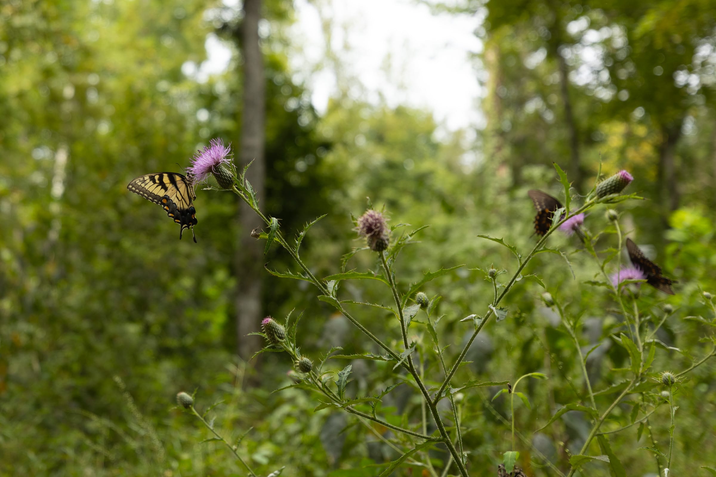 Big White Oak Tract 127 photo 3