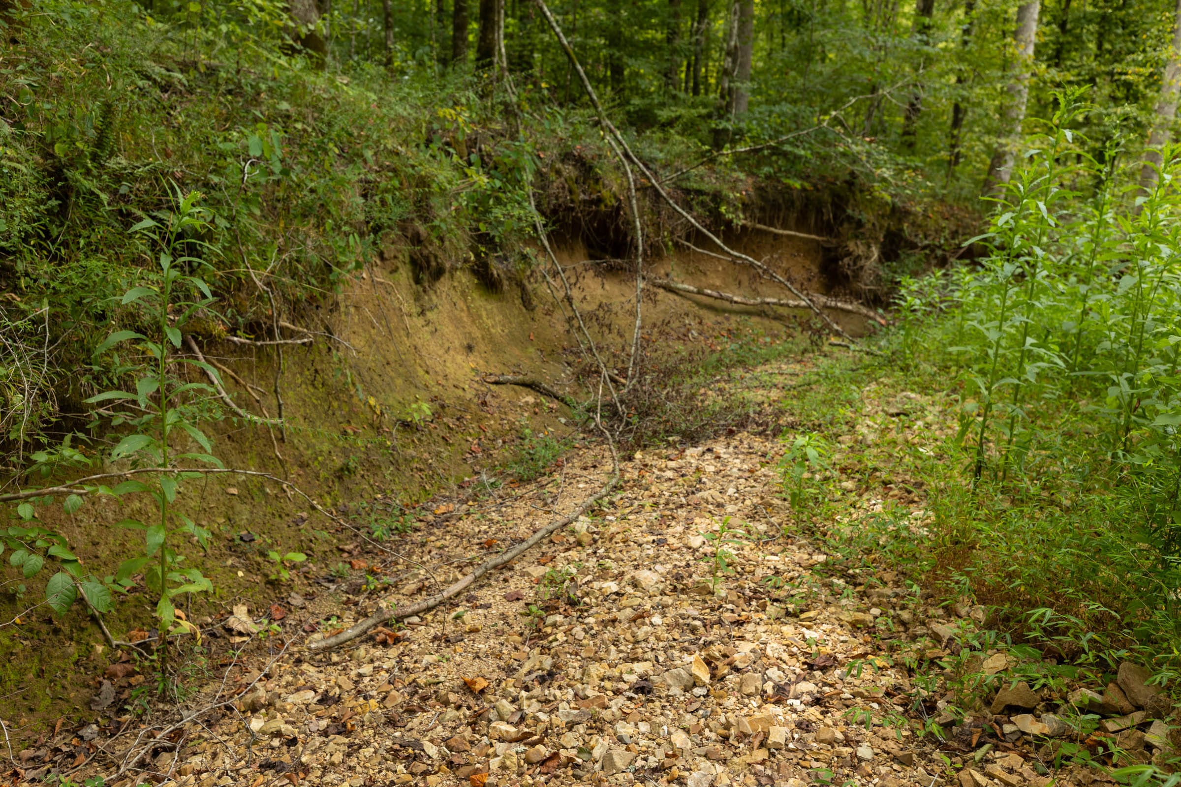 Big White Oak Tract 127 photo 6