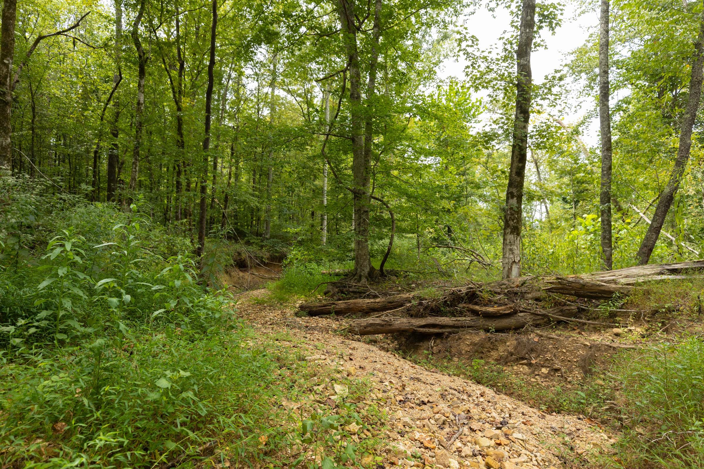 Big White Oak Tract 127 photo 5