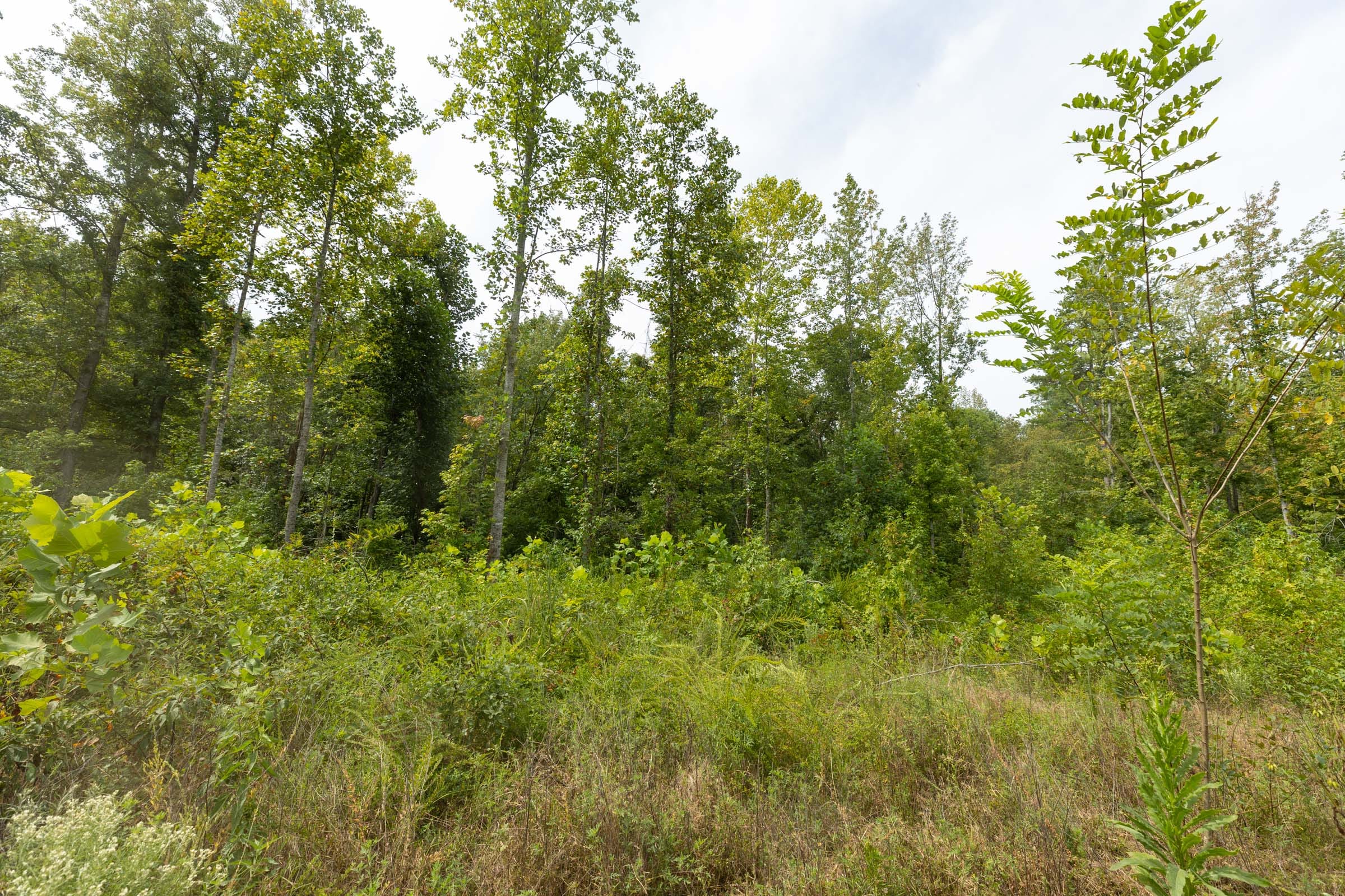 Big White Oak Tract 127 photo 4