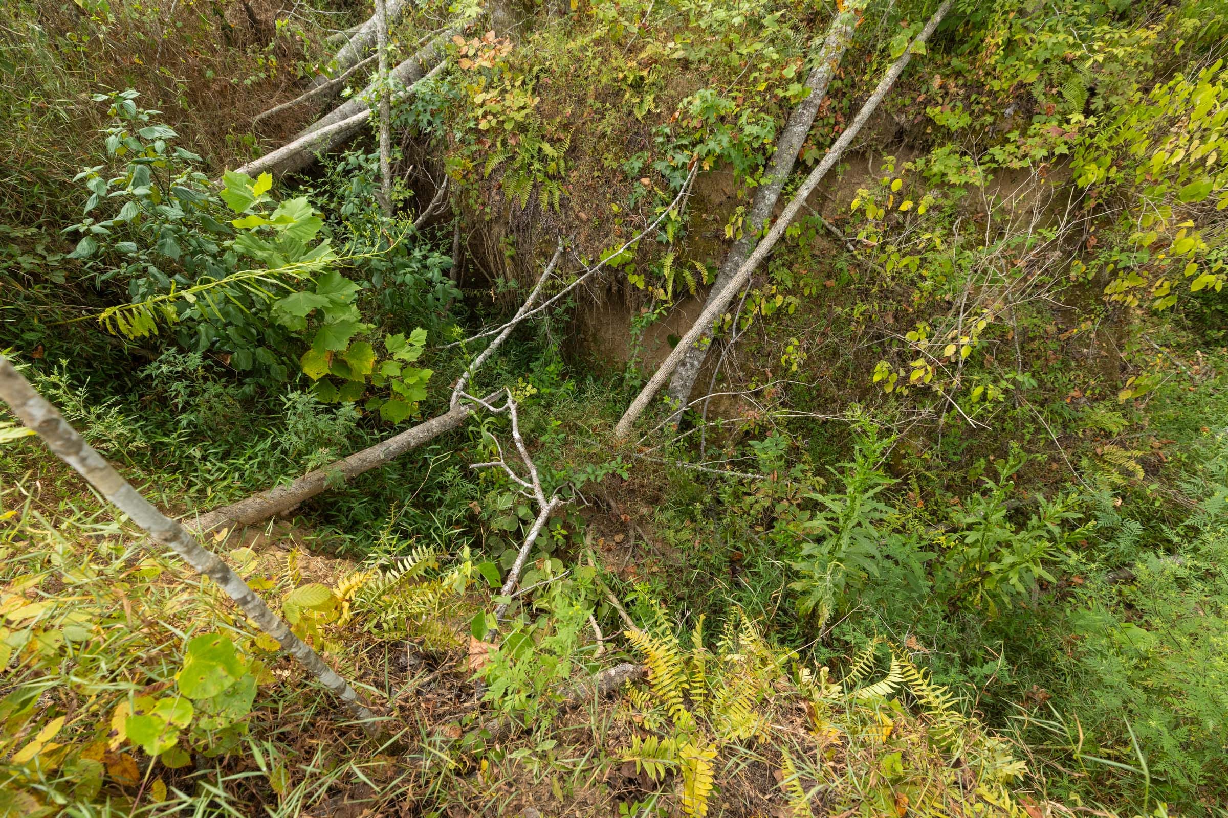 Big White Oak Tract 127 photo 2