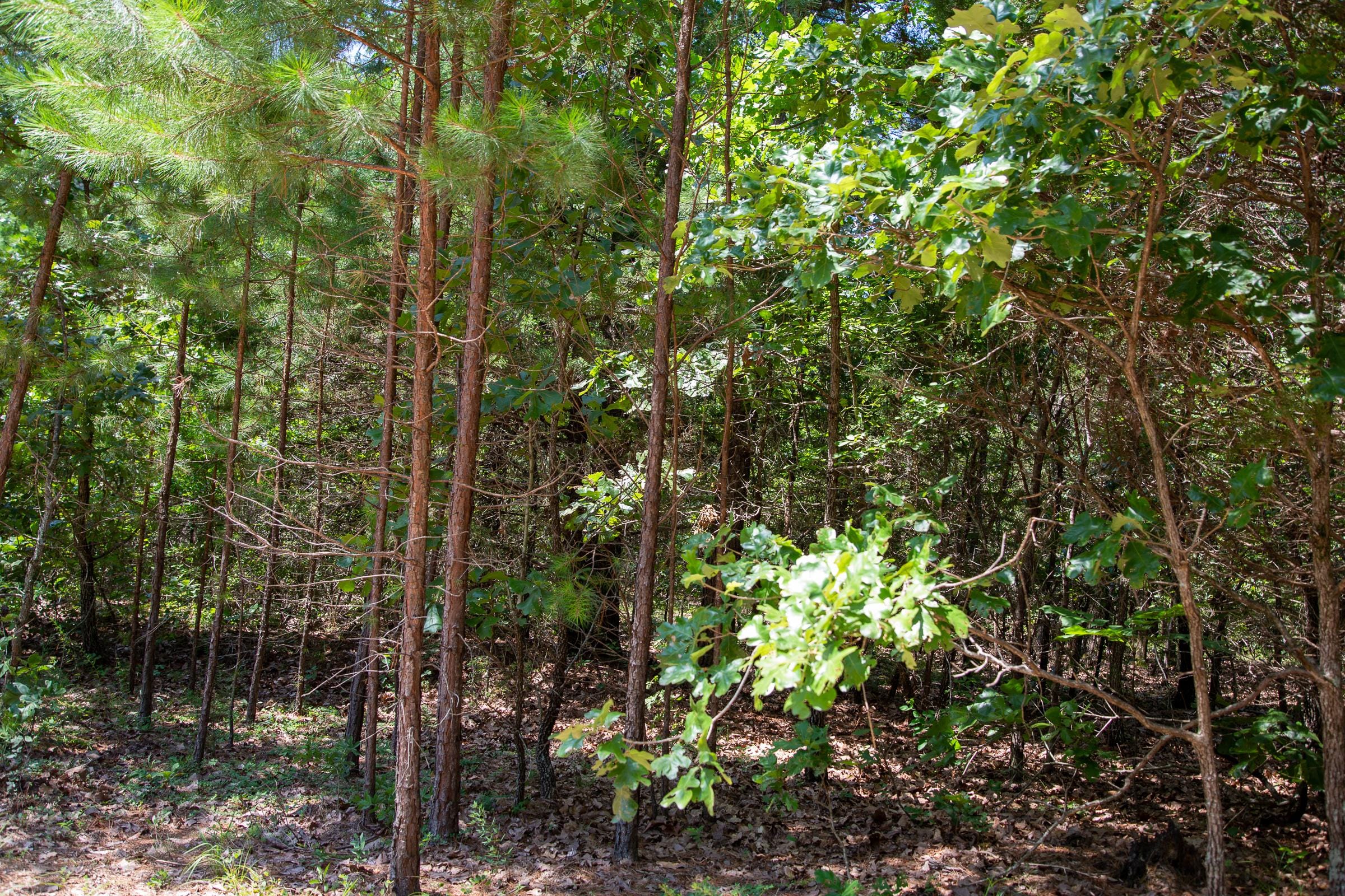 Tyler Stone Ranch Tract 57 photo 5