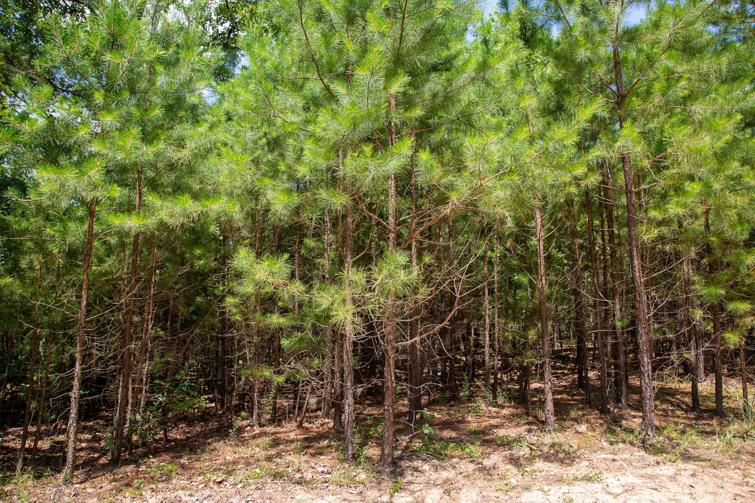Tyler Stone Ranch Tract 57 photo 6