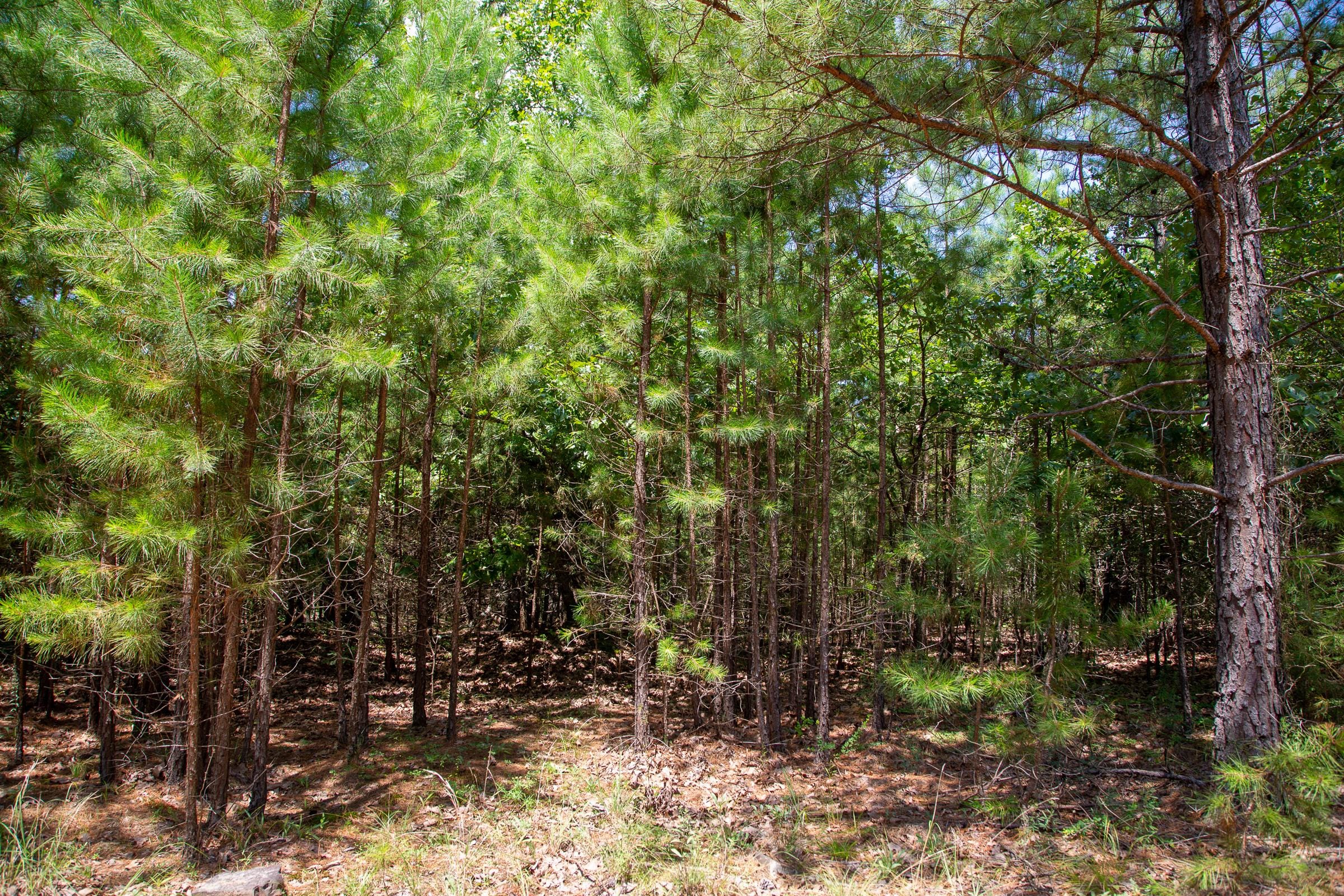 Tyler Stone Ranch Tract 57 photo 7