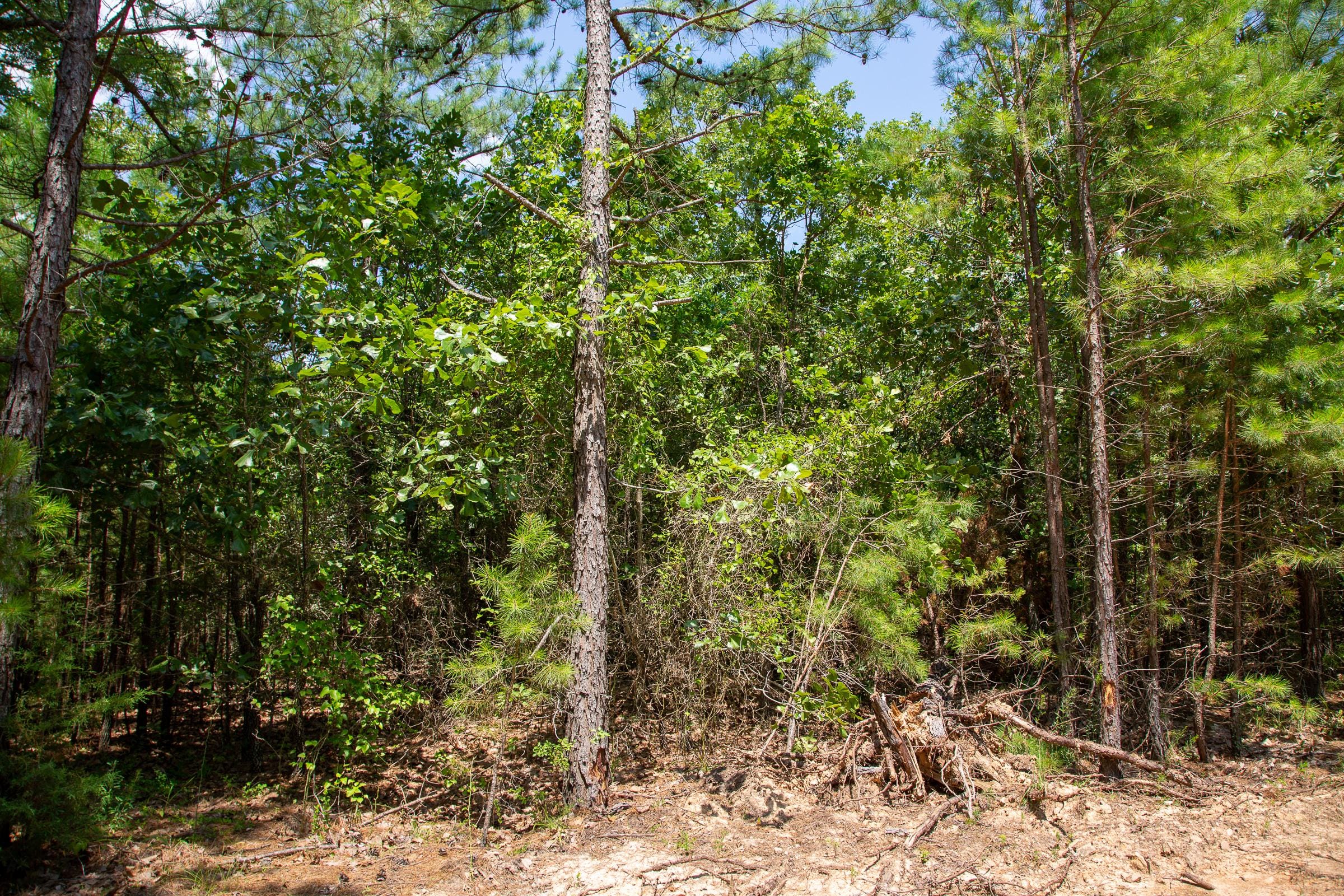 Tyler Stone Ranch Tract 57 photo 8
