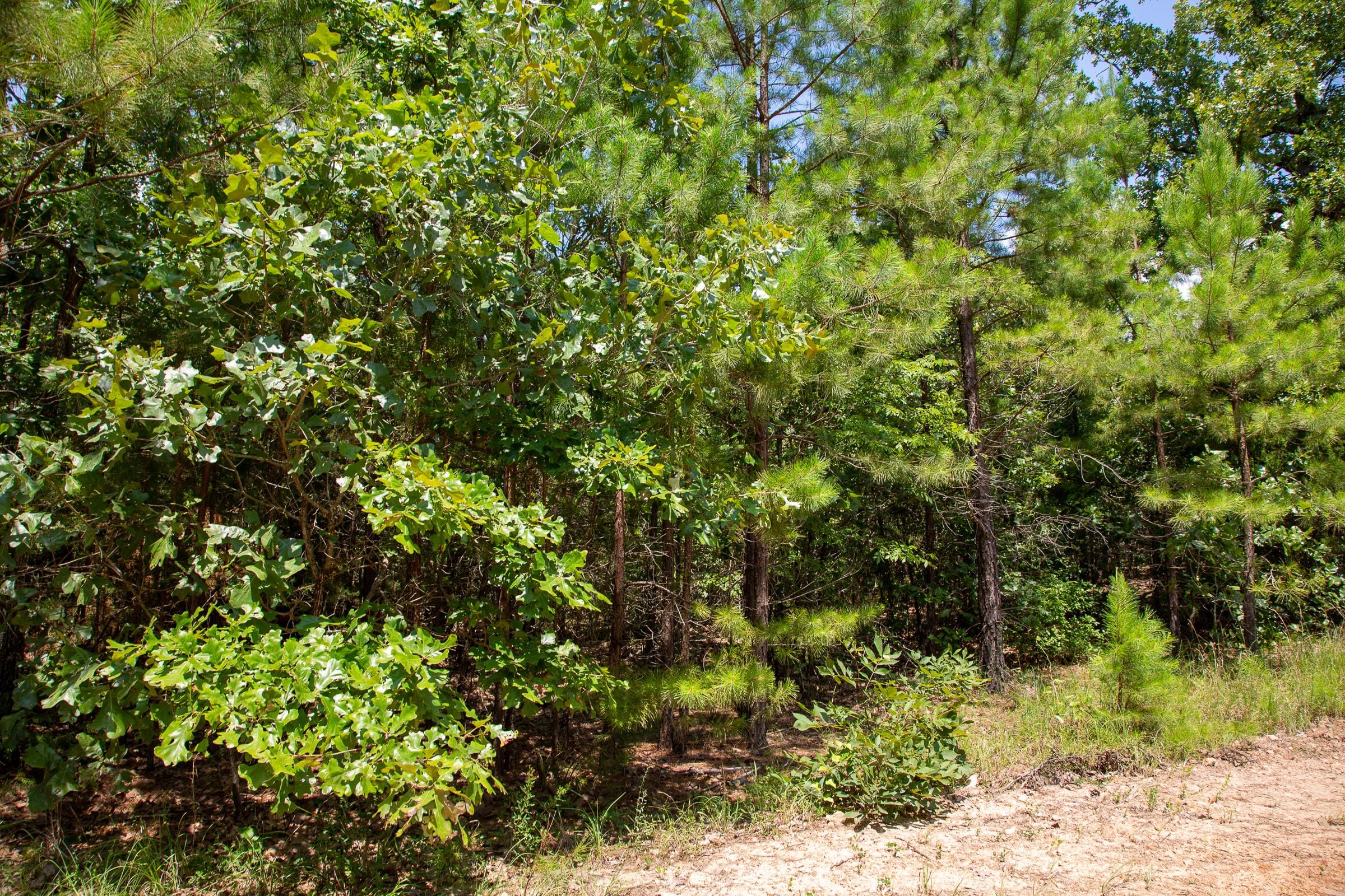 Tyler Stone Ranch Tract 57 photo 9
