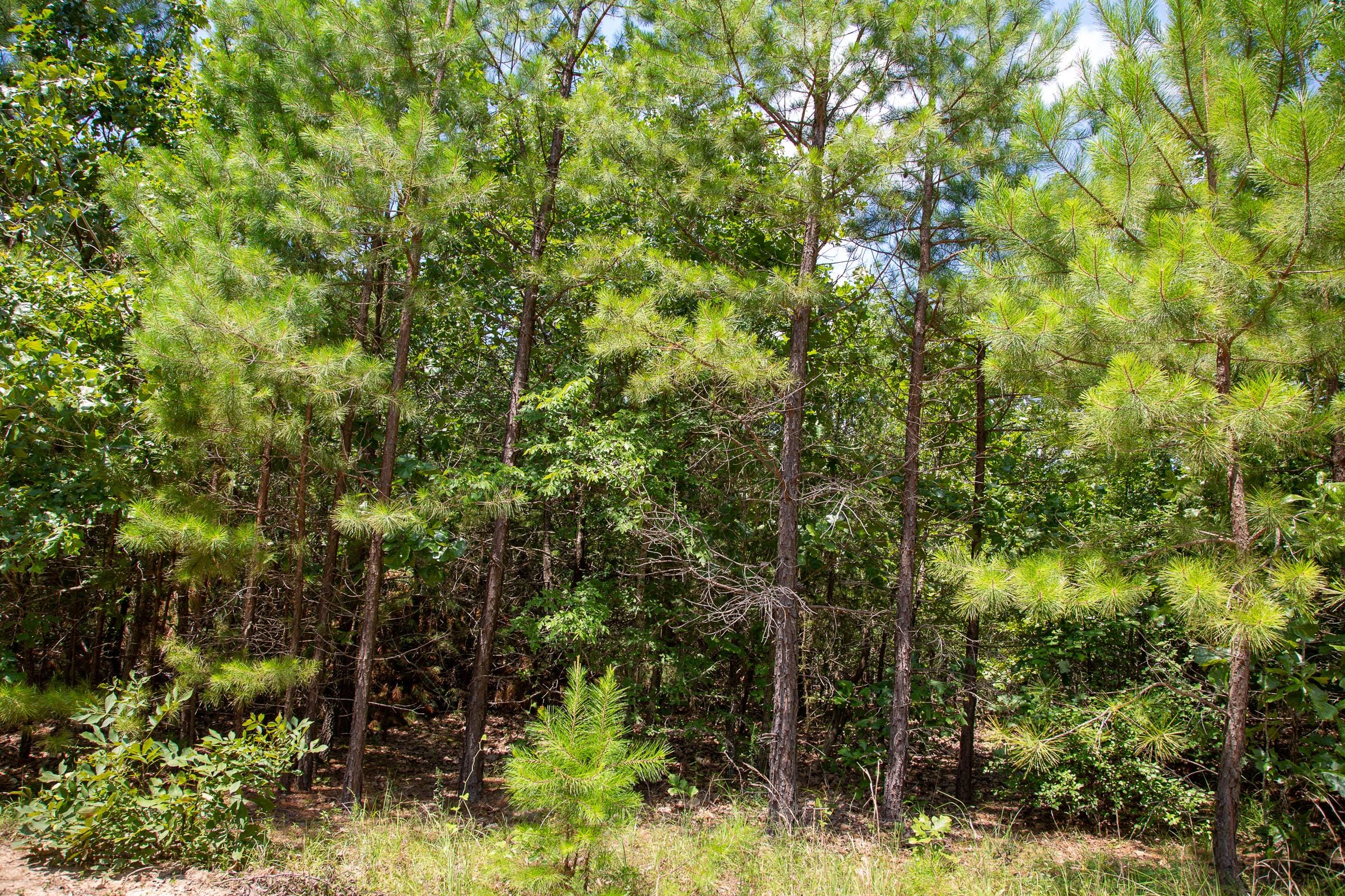 Tyler Stone Ranch Tract 57 photo 10