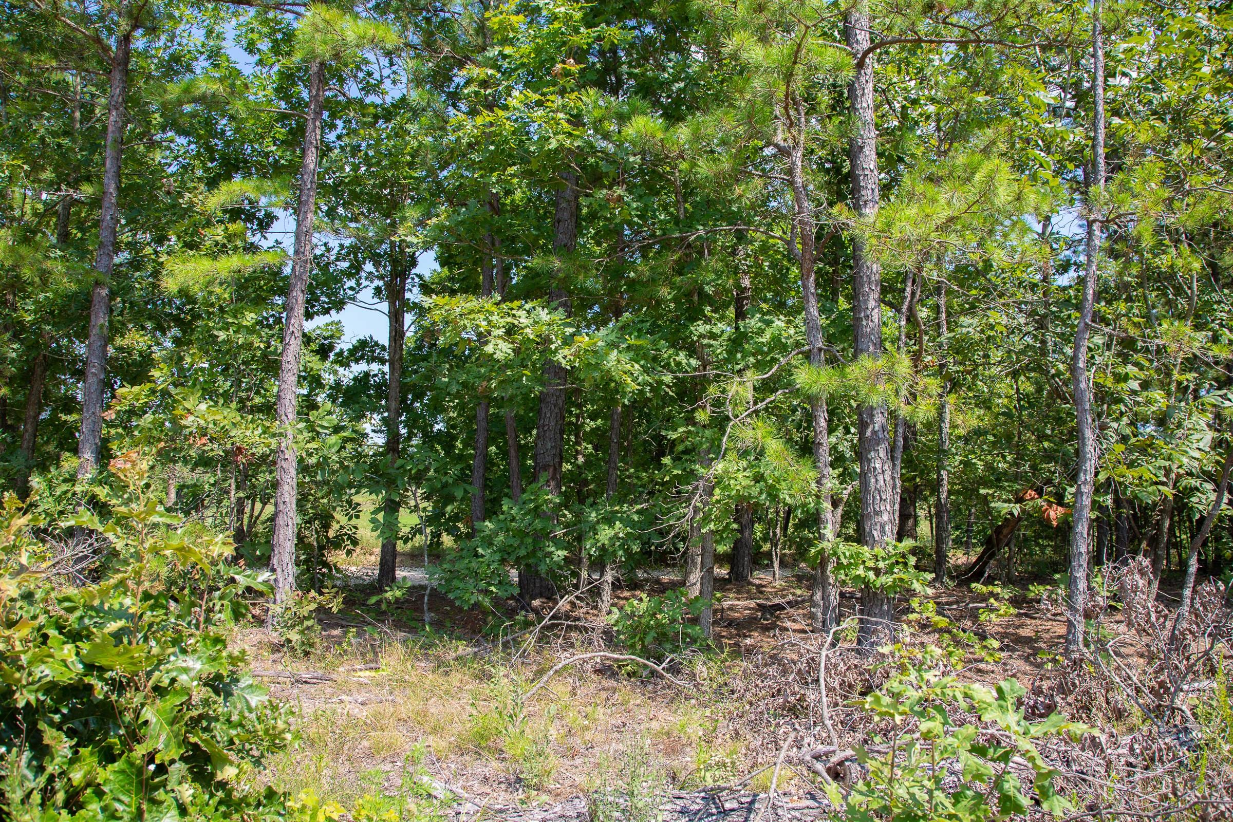Borgmann’s Hollow Phase I Tract 1 photo 2