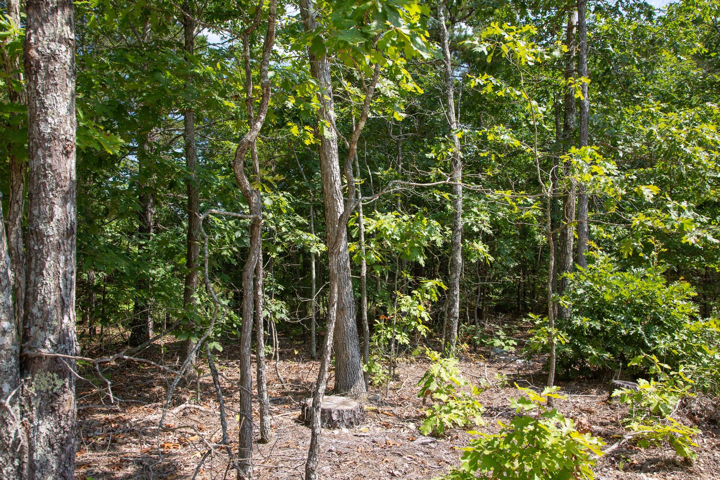 Borgmann’s Hollow Phase I Tract 1 photo 3