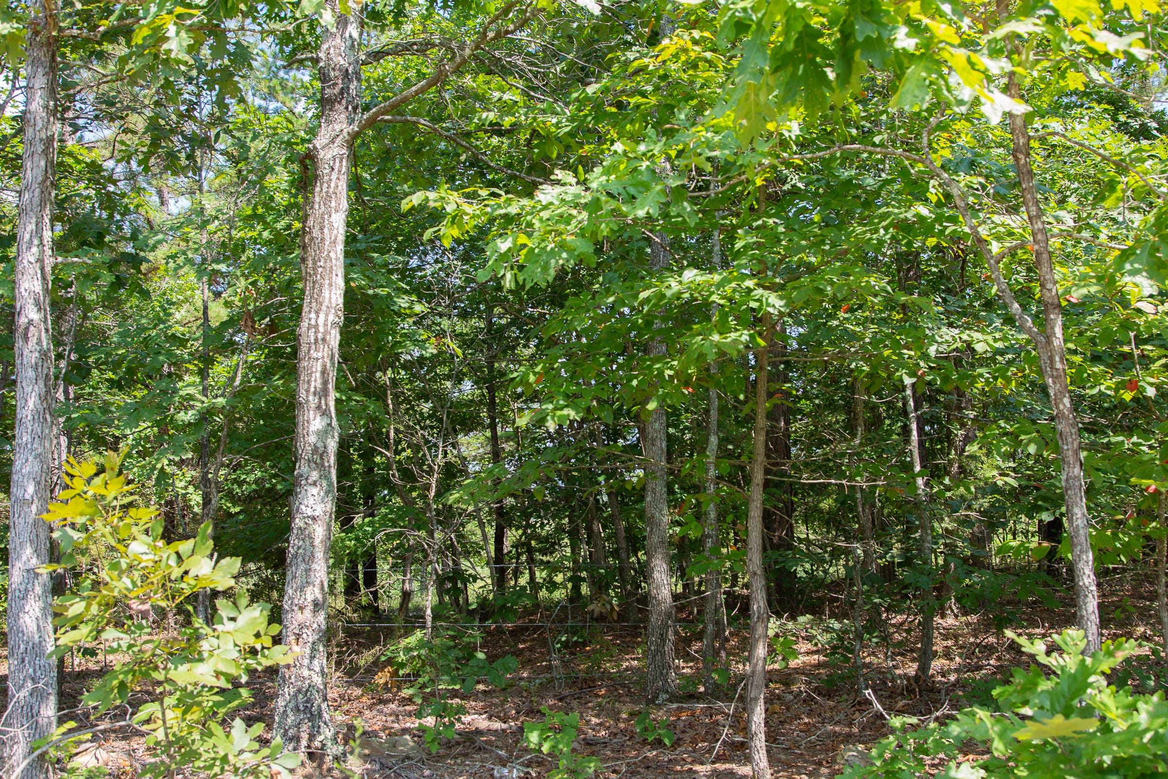 Borgmann’s Hollow Phase I Tract 1 photo 5