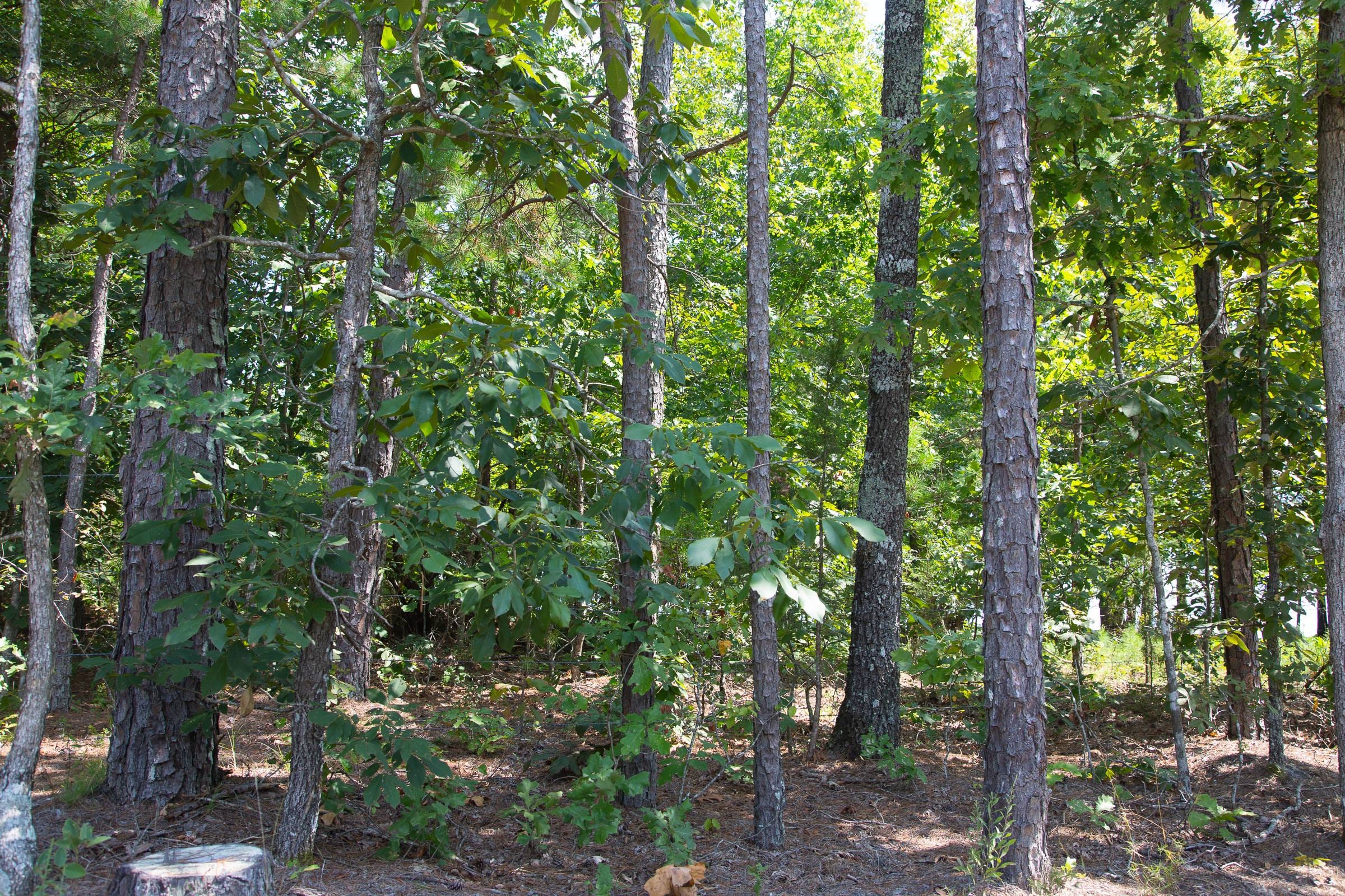 Borgmann’s Hollow Phase I Tract 1 photo 6