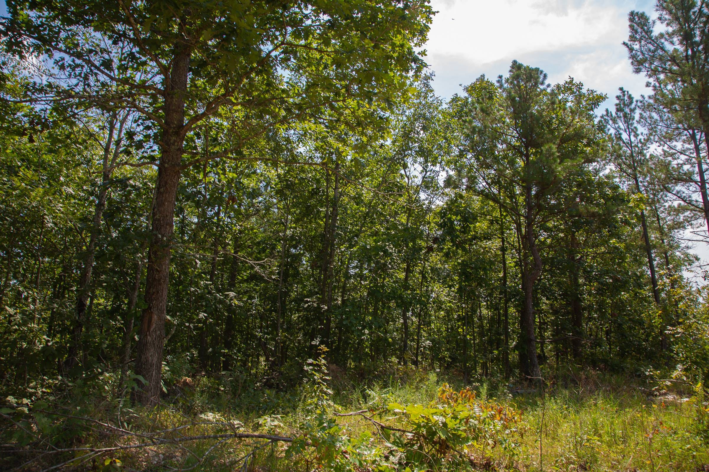 Borgmann’s Hollow Phase I Tract 1 photo 8