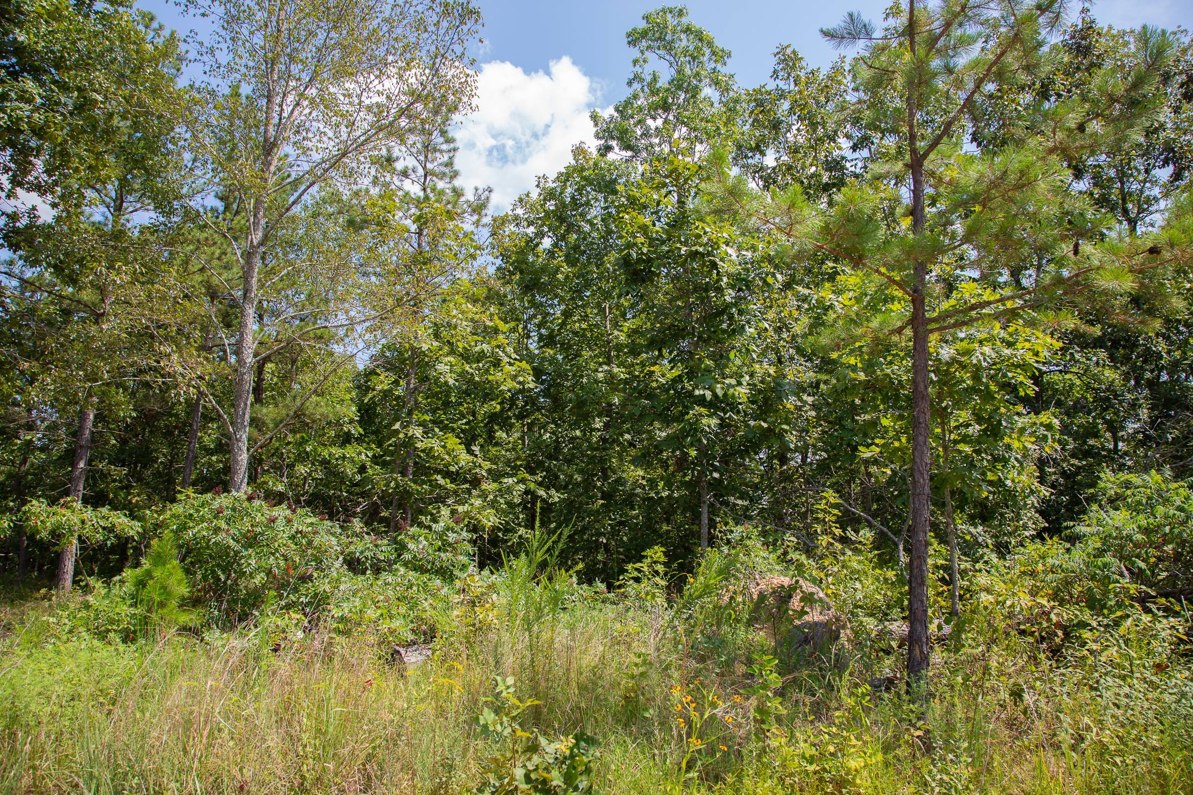 Borgmann’s Hollow Phase I Tract 1 photo 11