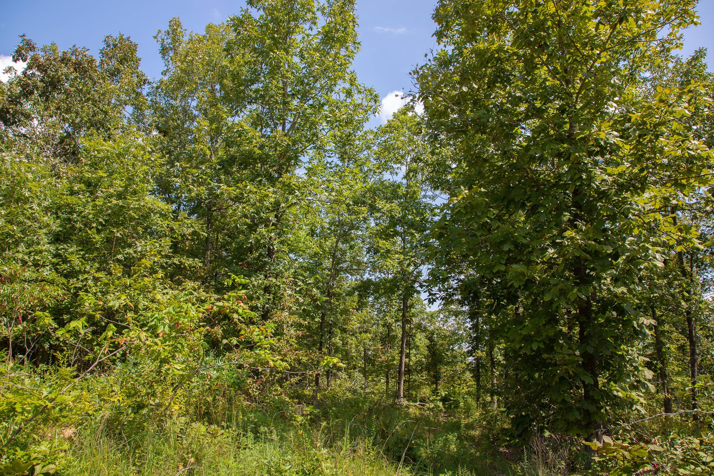 Borgmann’s Hollow Phase I Tract 1 photo 12