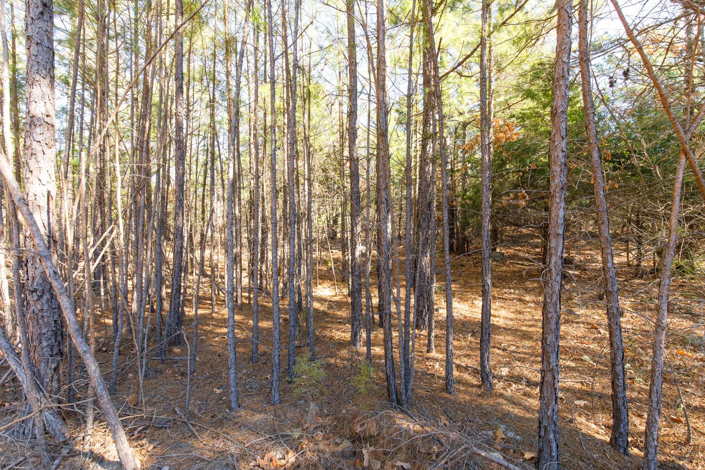 Stone Bridge Phase II Tract 123 photo 6