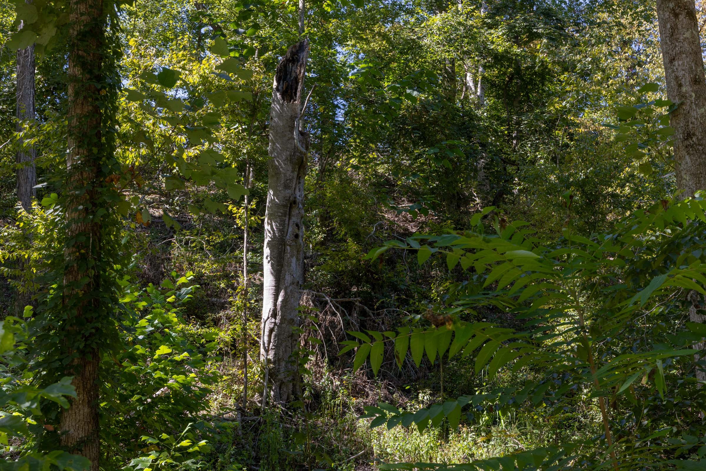 Big White Oak Tract 20 photo 8
